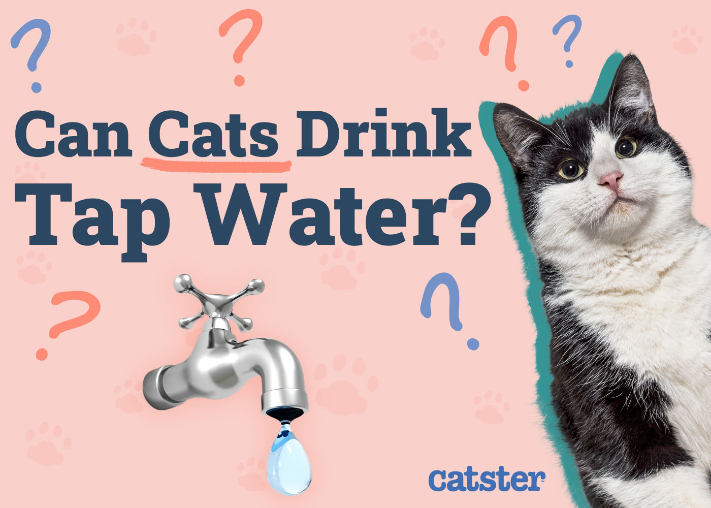 Can Cats Drink Tap Water? Vet Approved Facts & FAQ