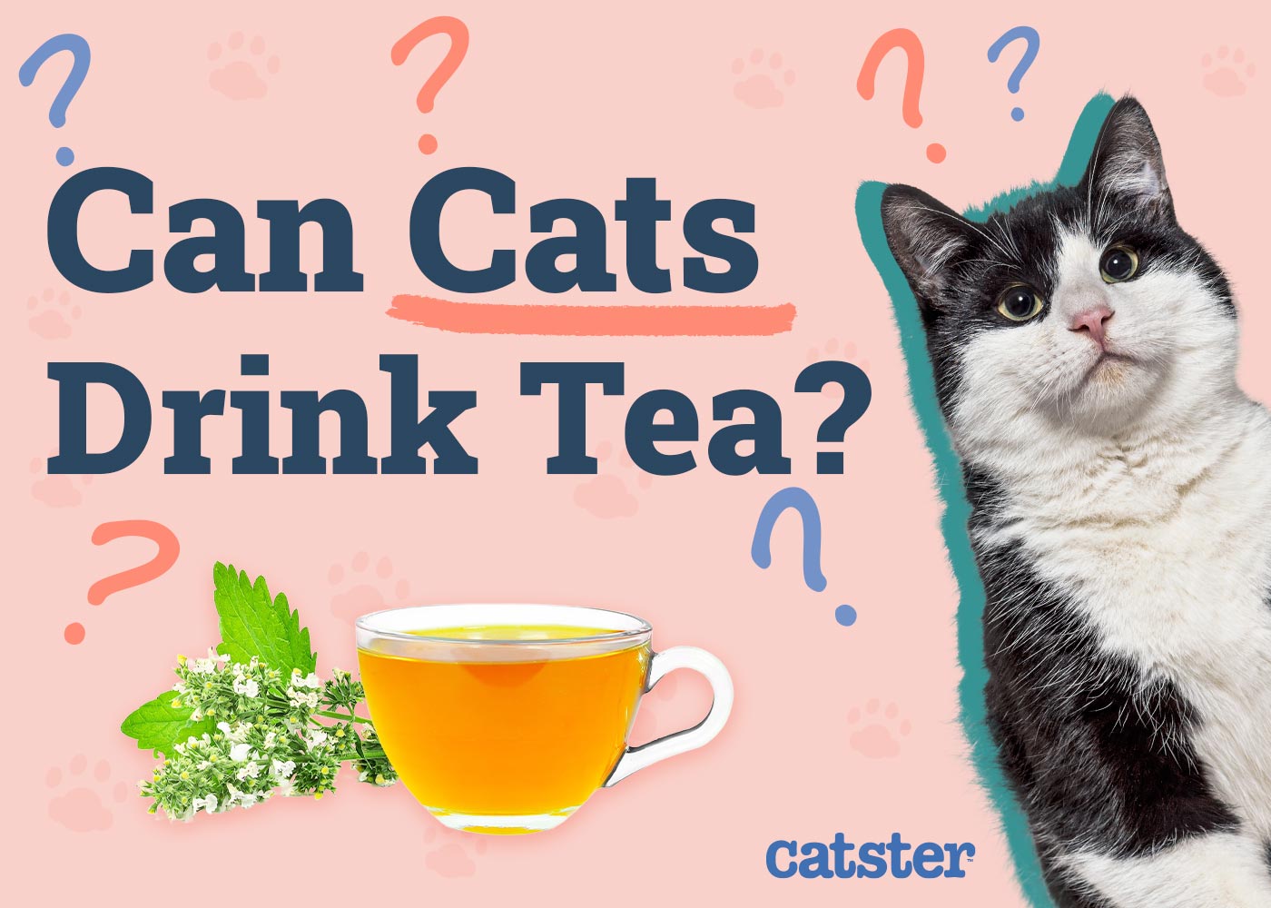 Can Cats Drink Tea? Vet-Approved Nutrition Advice