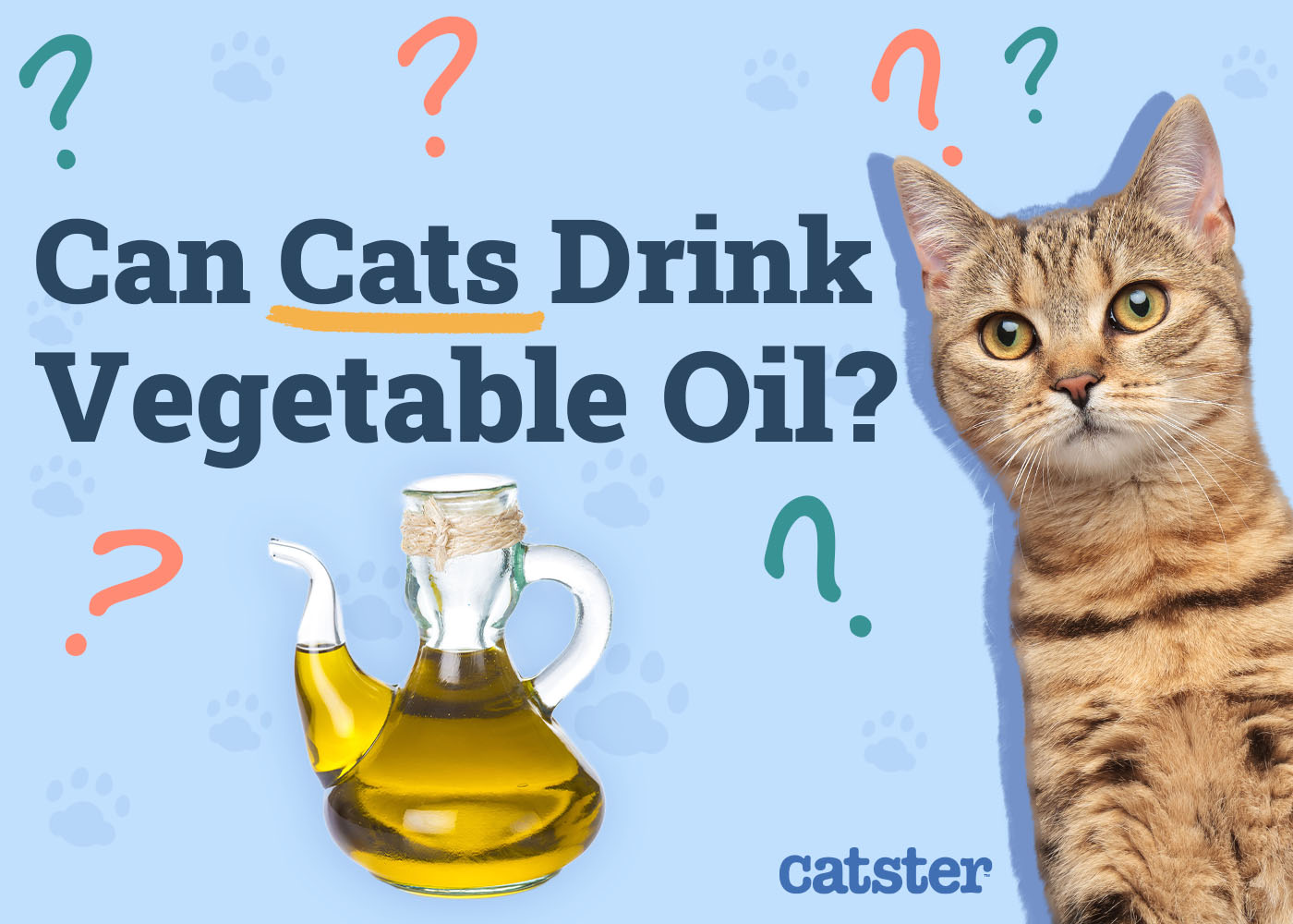 Can Cats Drink Vegetable Oil? Vet-Approved Diet Facts & FAQ
