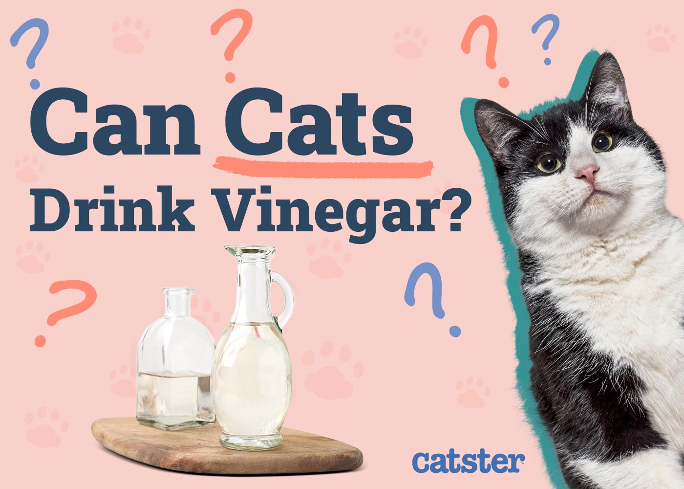 Can Cats Drink Vinegar? Vet-Verified Health & Safety Facts