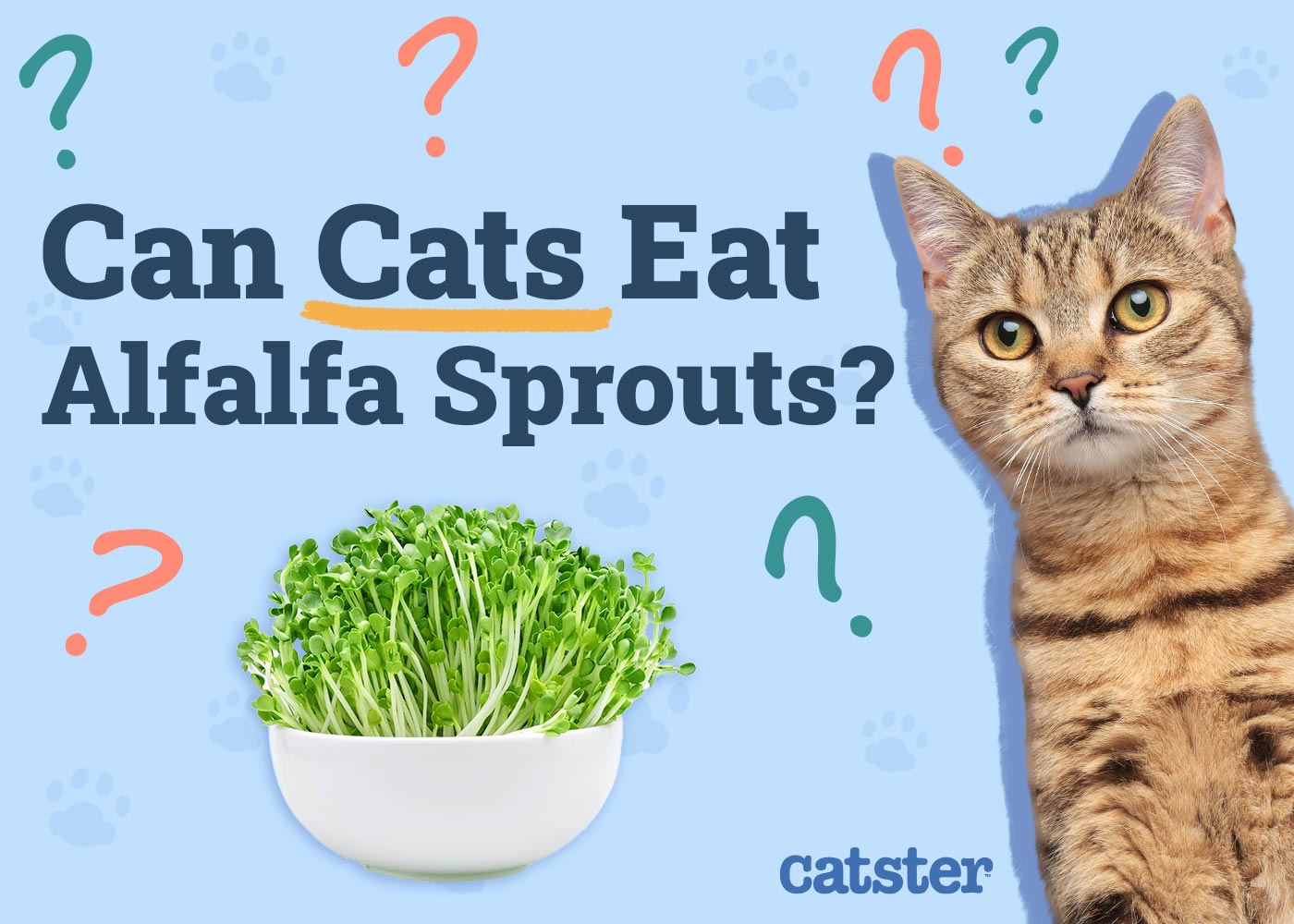 Can Cats Eat Alfalfa Sprouts? Vet-Approved Benefits & Advice