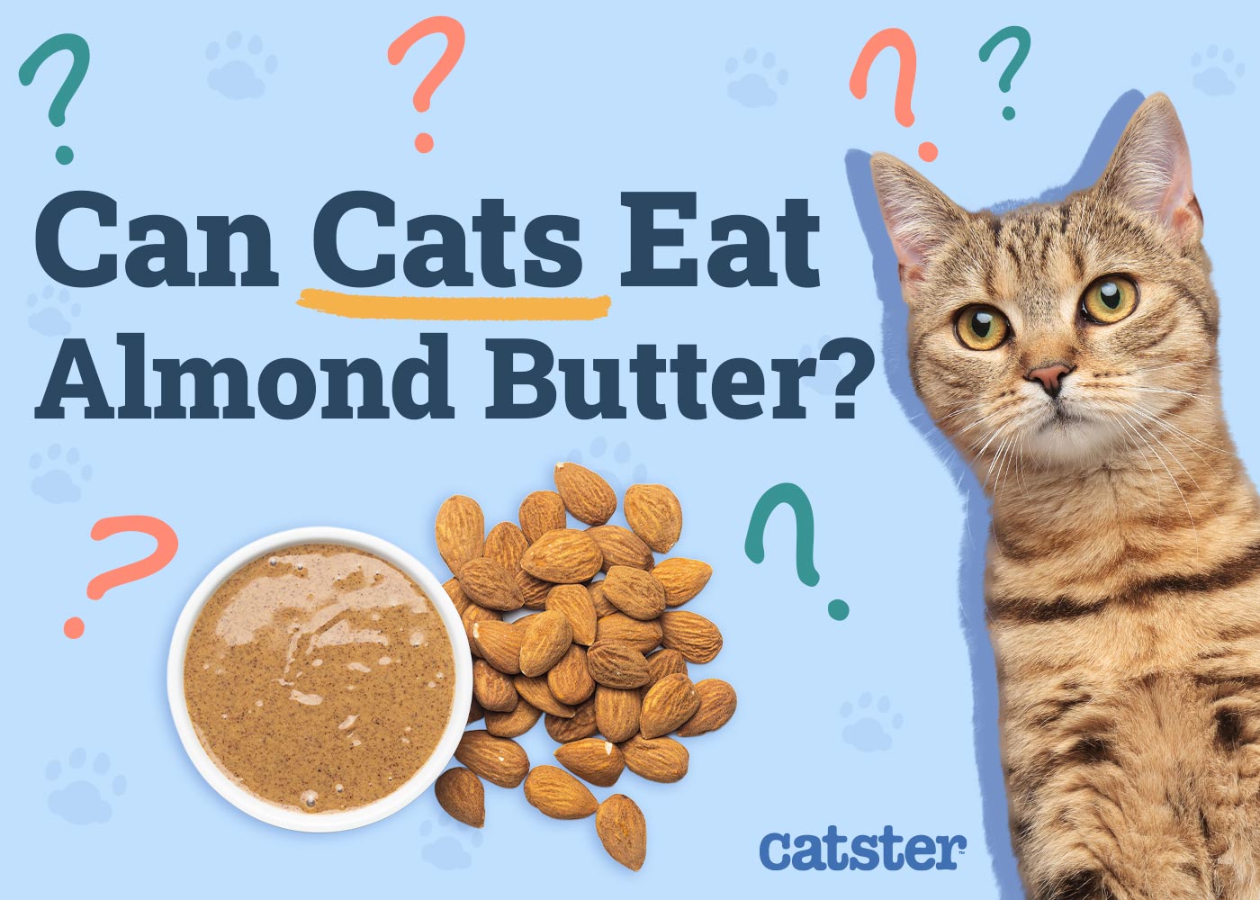 Can Cats Eat Almond Butter? Vet Approved Facts & FAQ