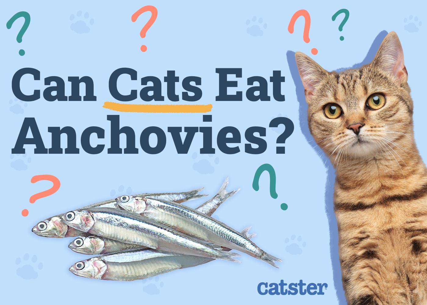 Can Cats Eat Anchovies? Vet-Reviewed Facts & FAQ