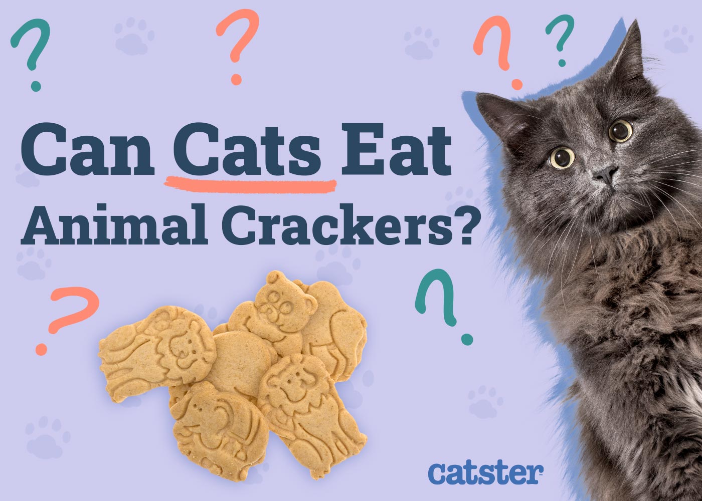 Can Cats Eat Animal Crackers? Vet Reviewed Facts