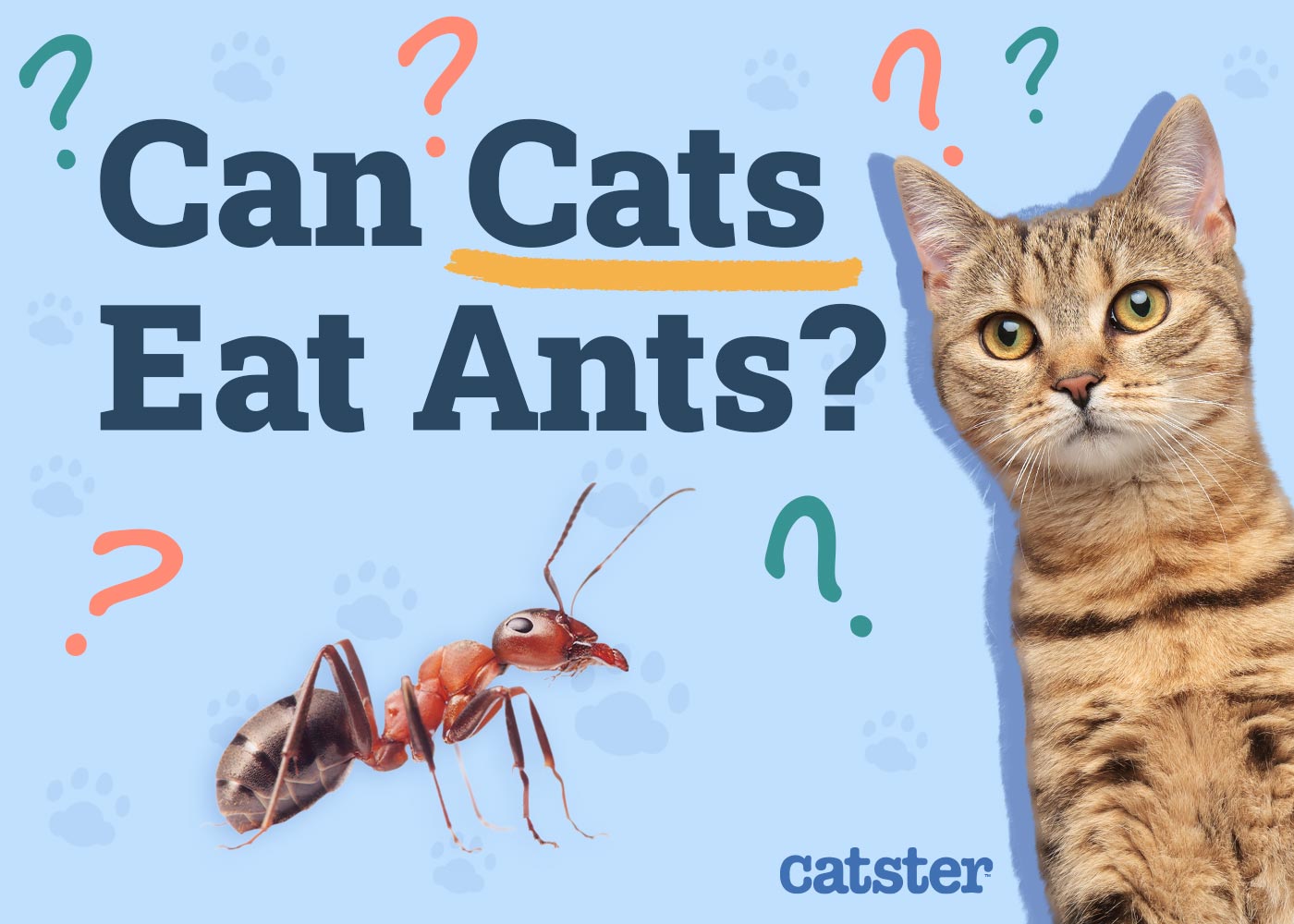 Can Cats Eat Ants? Vet Approved Health Advice & Risks
