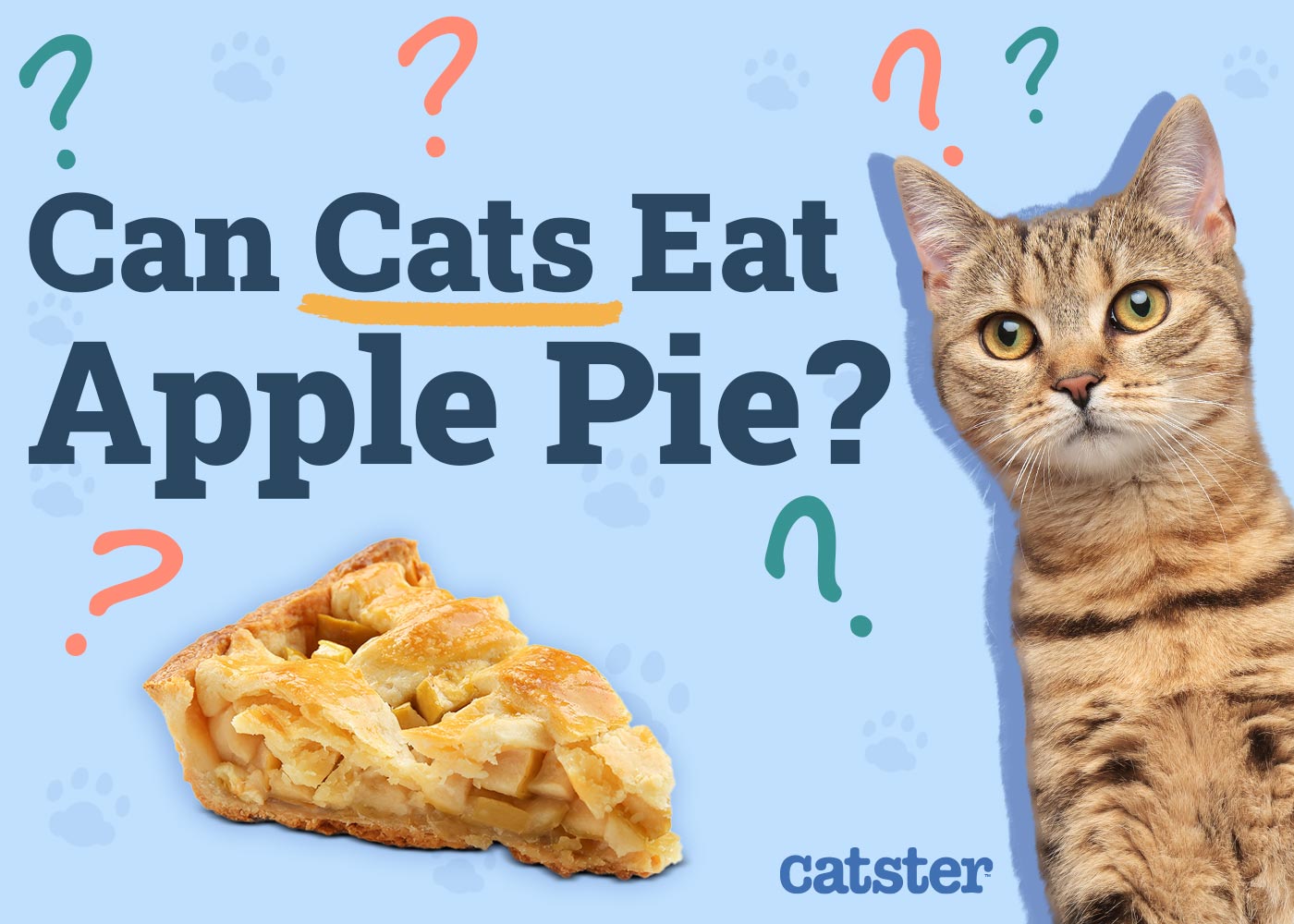 Can Cats Eat Apple Pie? Vet Reviewed Advice