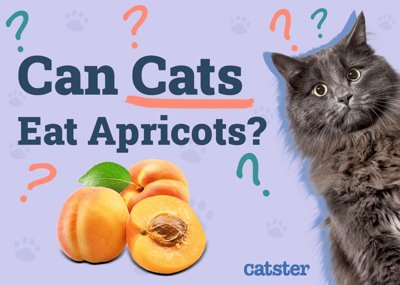 Can Cats Eat Apricots? Vet-Approved Nutritional Facts & Safety Tips
