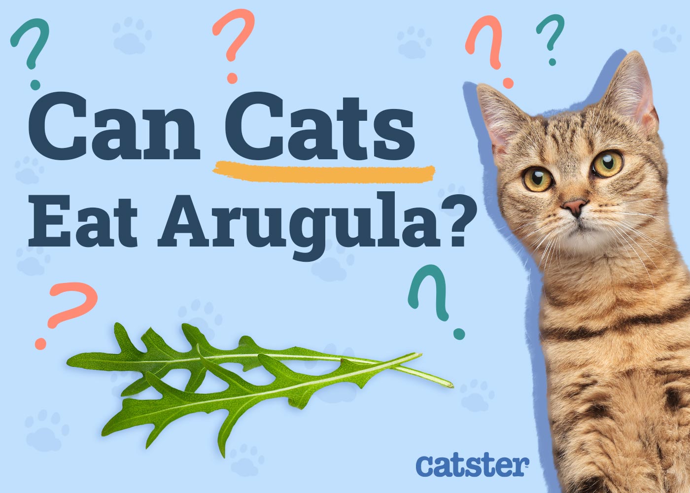Can Cats Eat Arugula? Vet-Verified Nutrition Facts & FAQ