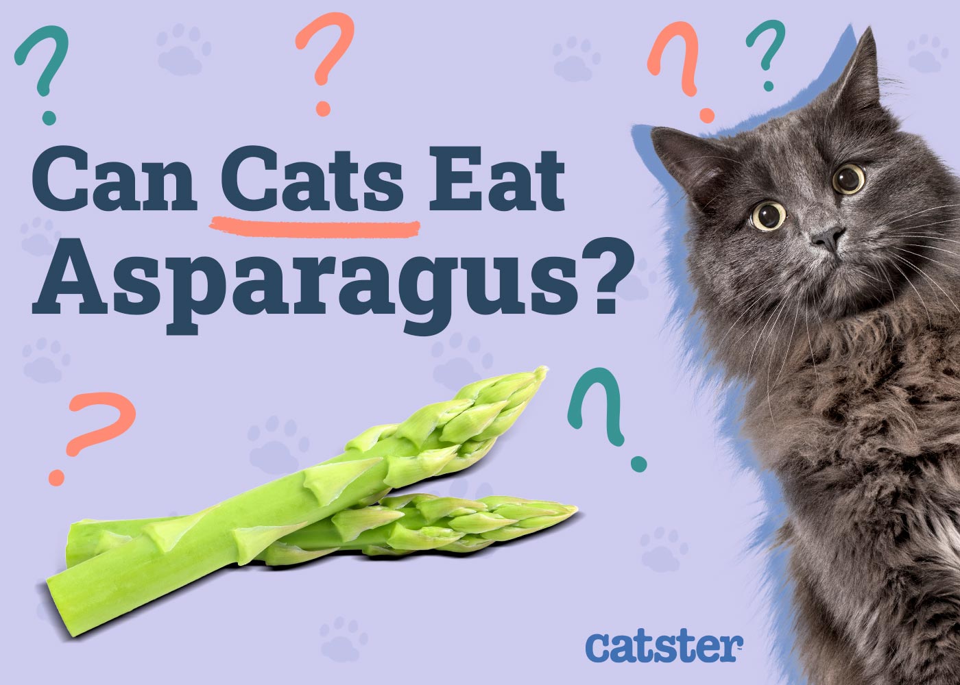 Can Cats Eat Asparagus? Vet-Reviewed Nutrition and Safety Explained