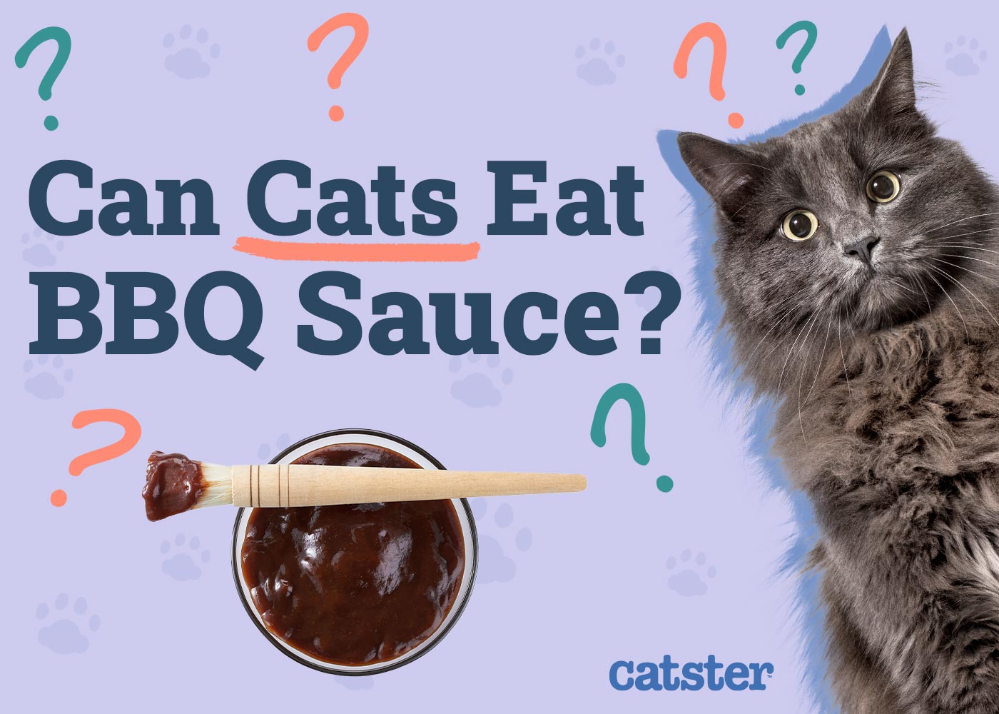 Can Cats Eat BBQ Sauce? Vet-Reviewed Facts