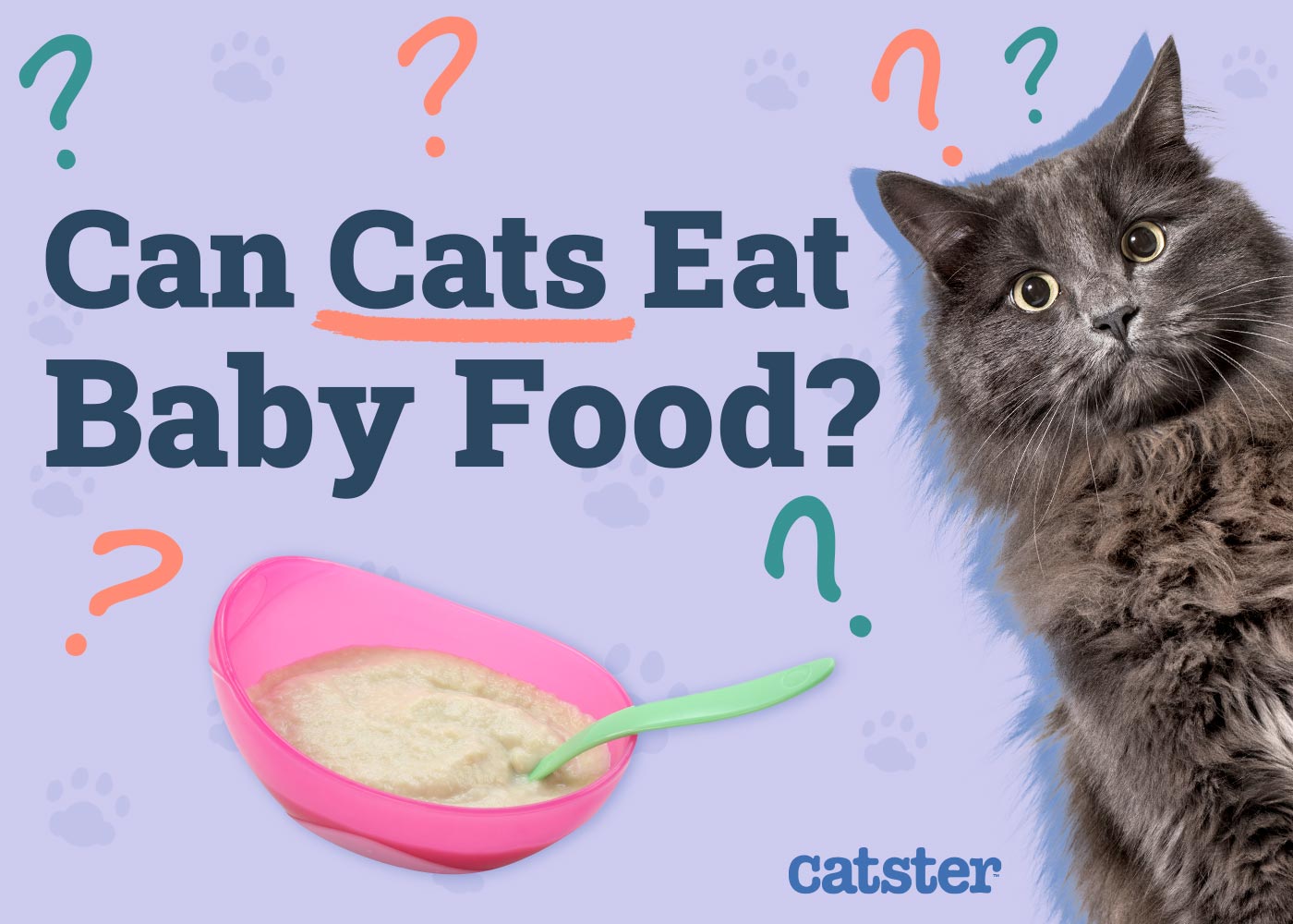 Can Cats Eat Baby Food? Vet-Reviewed Facts & FAQ