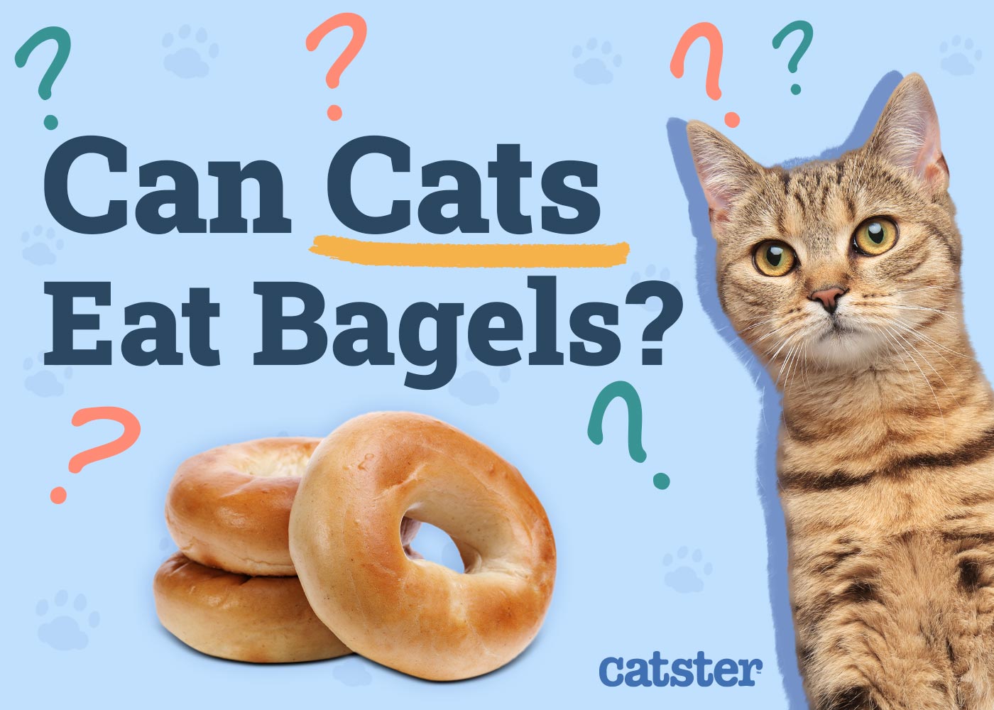 Can Cats Eat Bagels? Vet-Approved Facts & FAQ