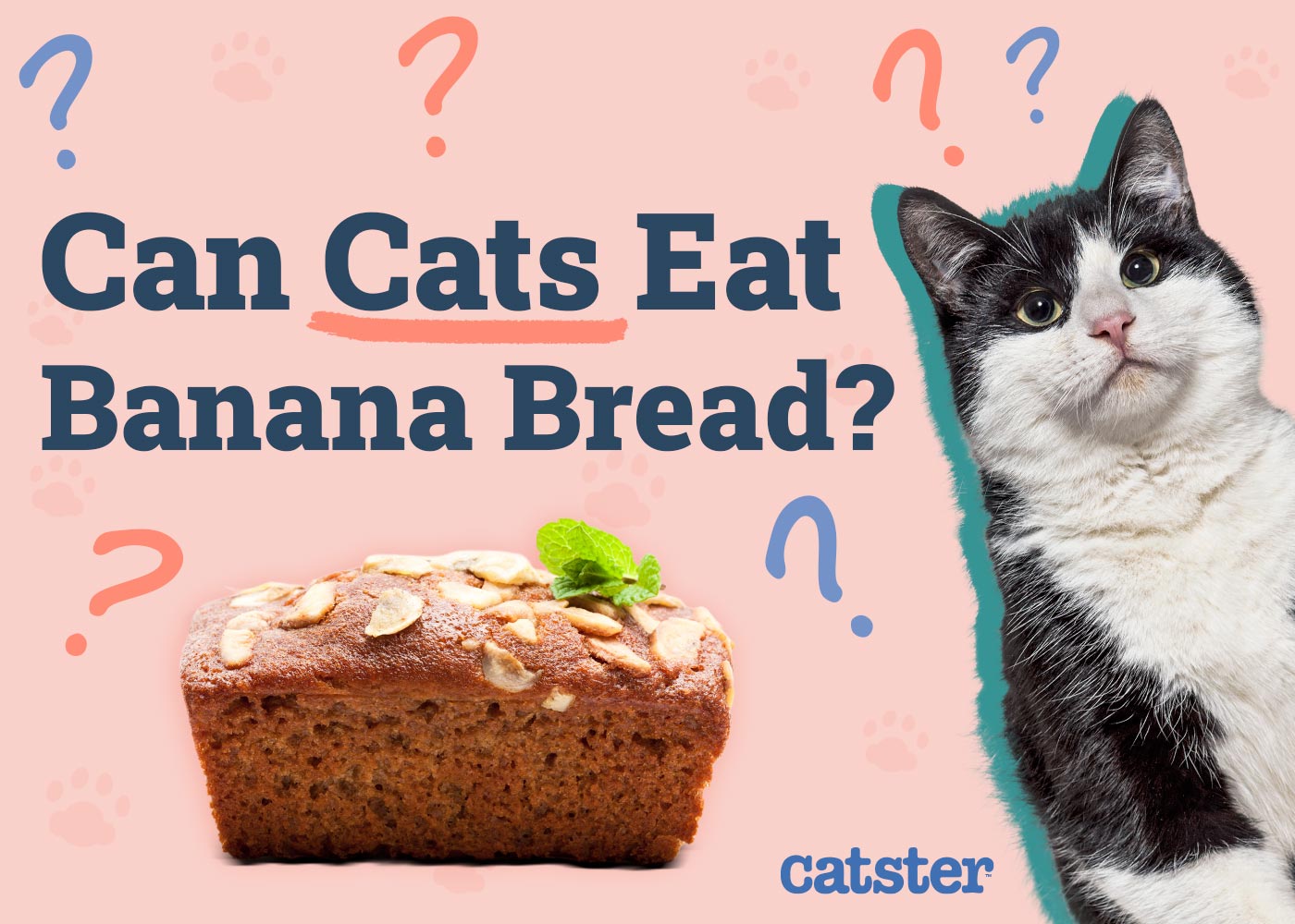 Can Cats Eat Banana Bread? Vet-Approved Facts & FAQ
