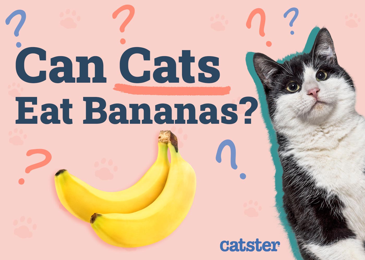 Can Cats Eat Bananas? Vet-Approved Facts & FAQ