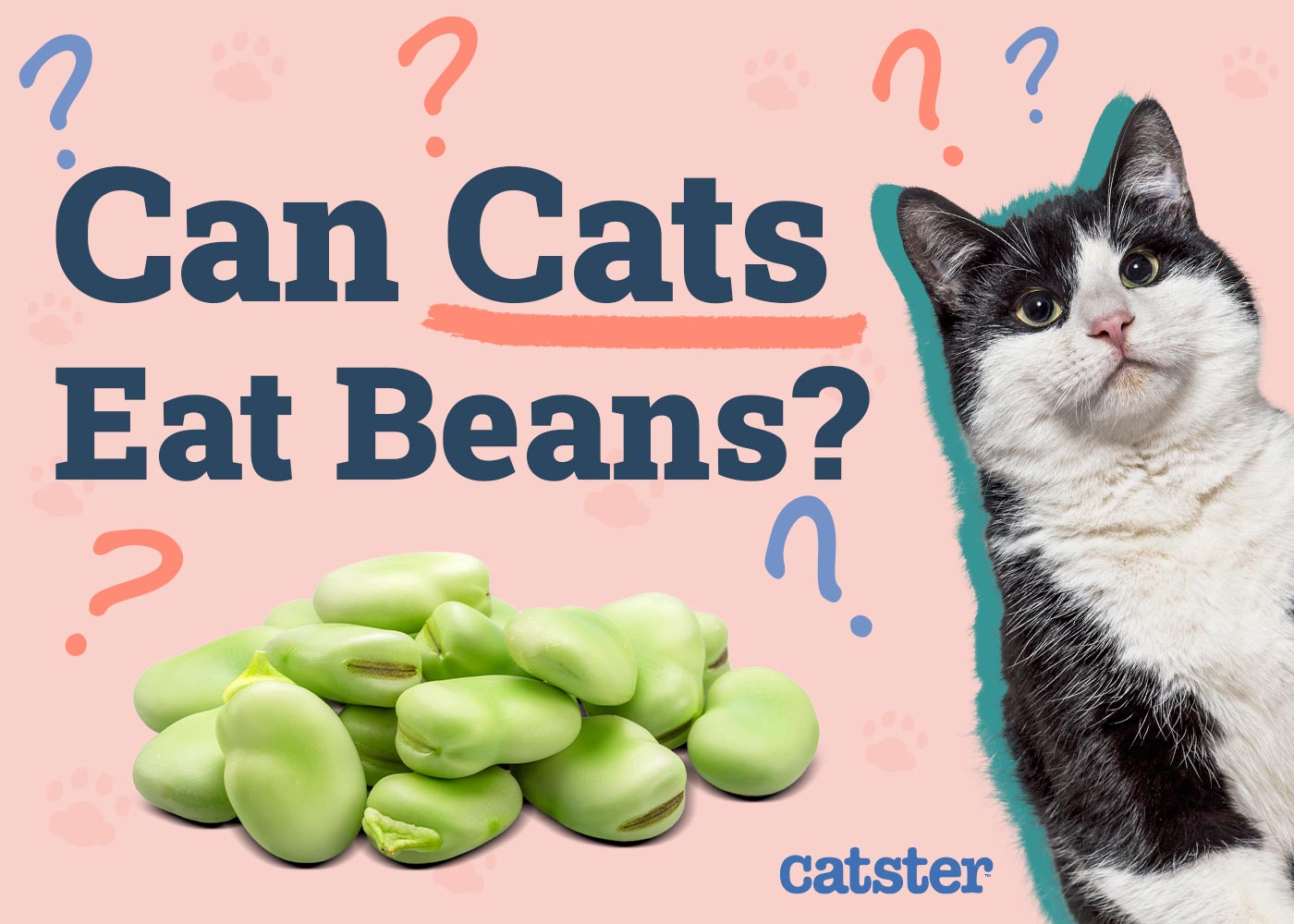 Can Cats Eat Beans? Vet-Approved Nutritional Facts & FAQ