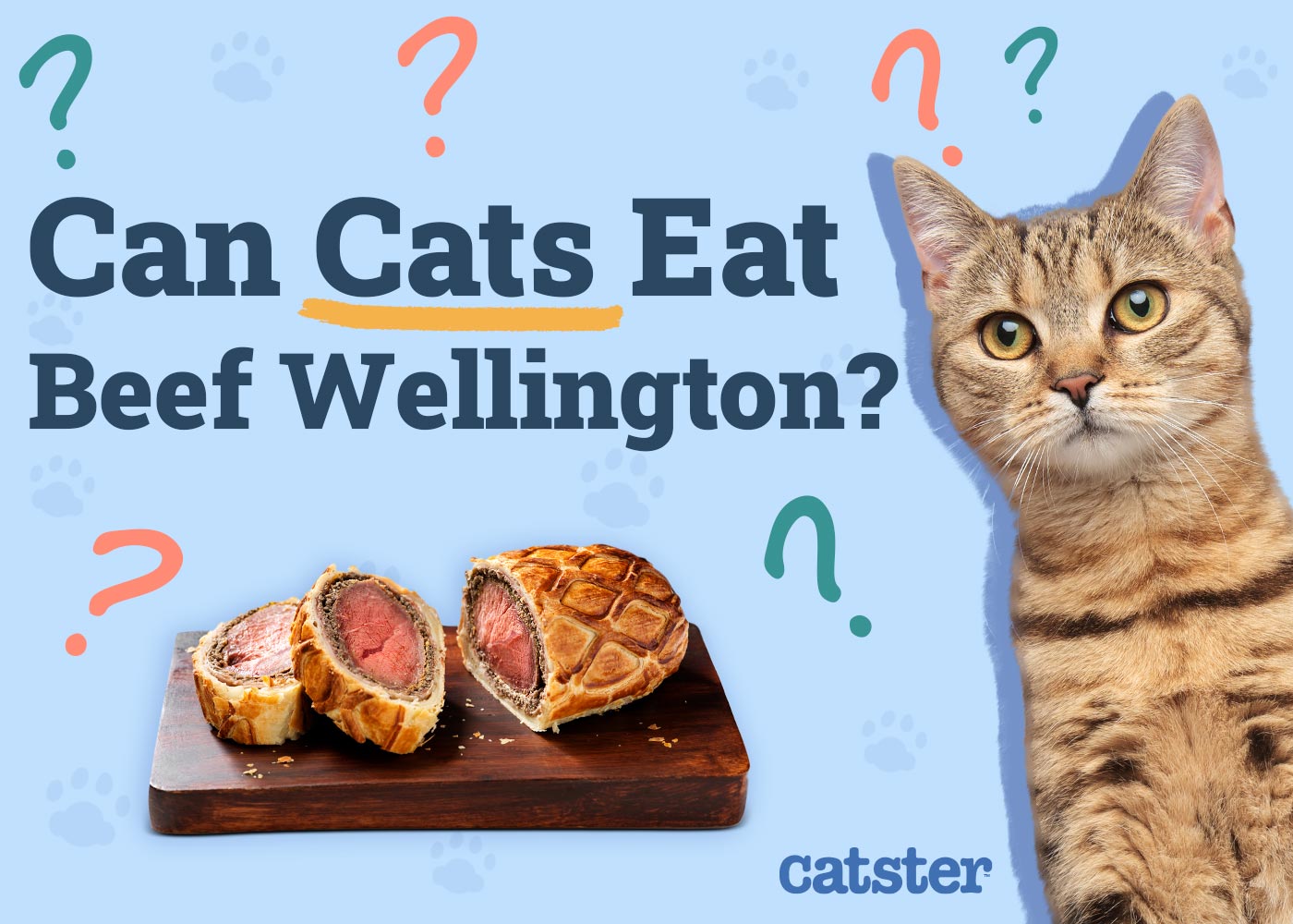 Can Cats Eat Beef Wellington? Vet-Reviewed Risks & Alternatives