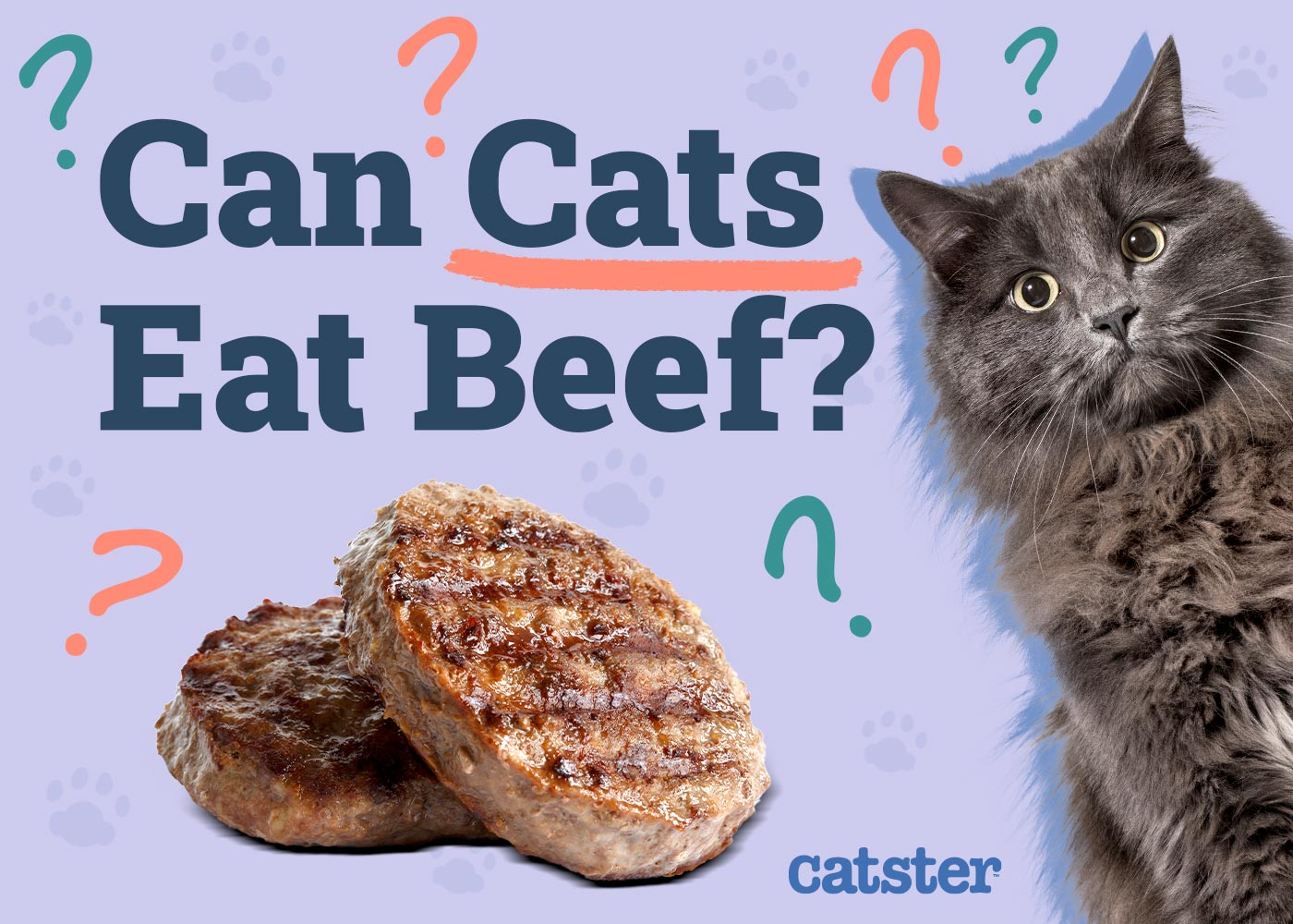 Can Cats Eat Beef? Vet-Reviewed Nutrition Facts & FAQ