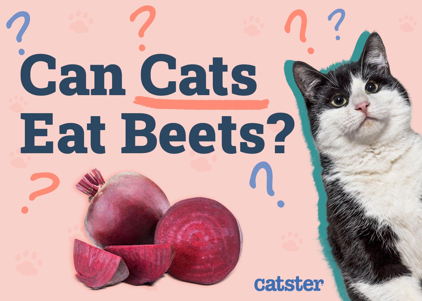 Can Cats Eat Beets? Vet-Verified Facts & FAQ