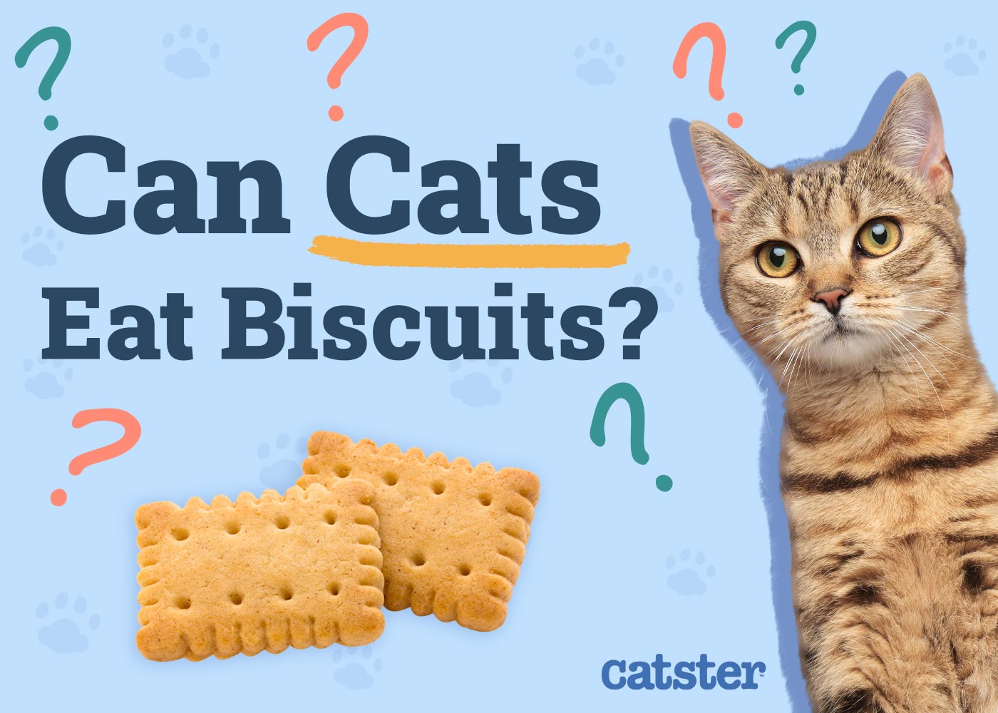 Can Cats Eat Biscuits? Nutritional Risks & Advice