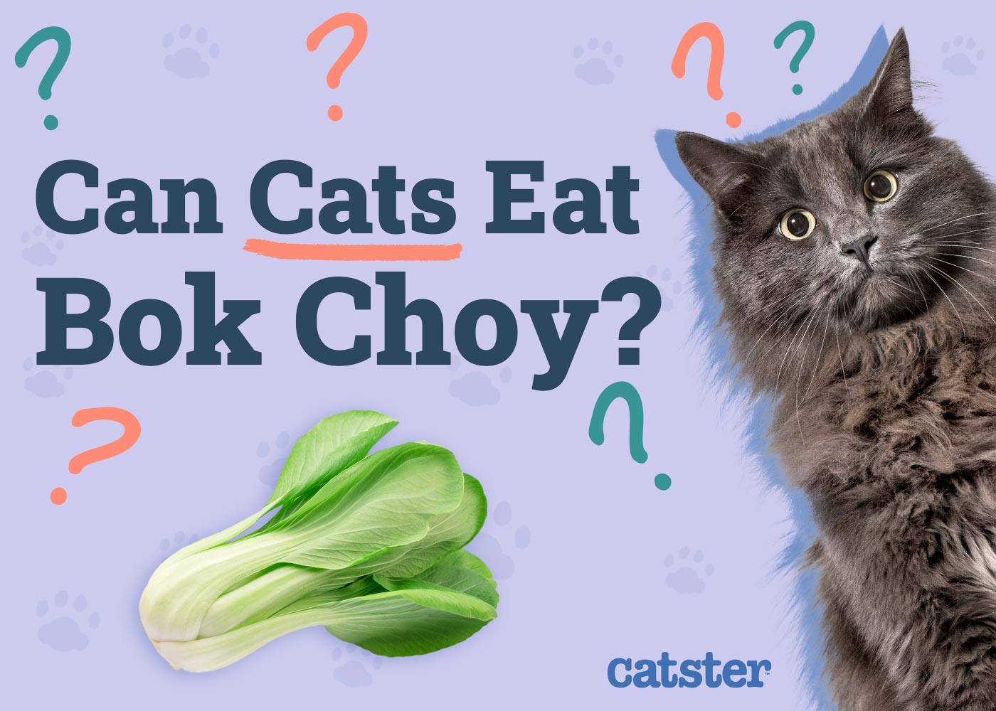 Can Cats Eat Bok Choy