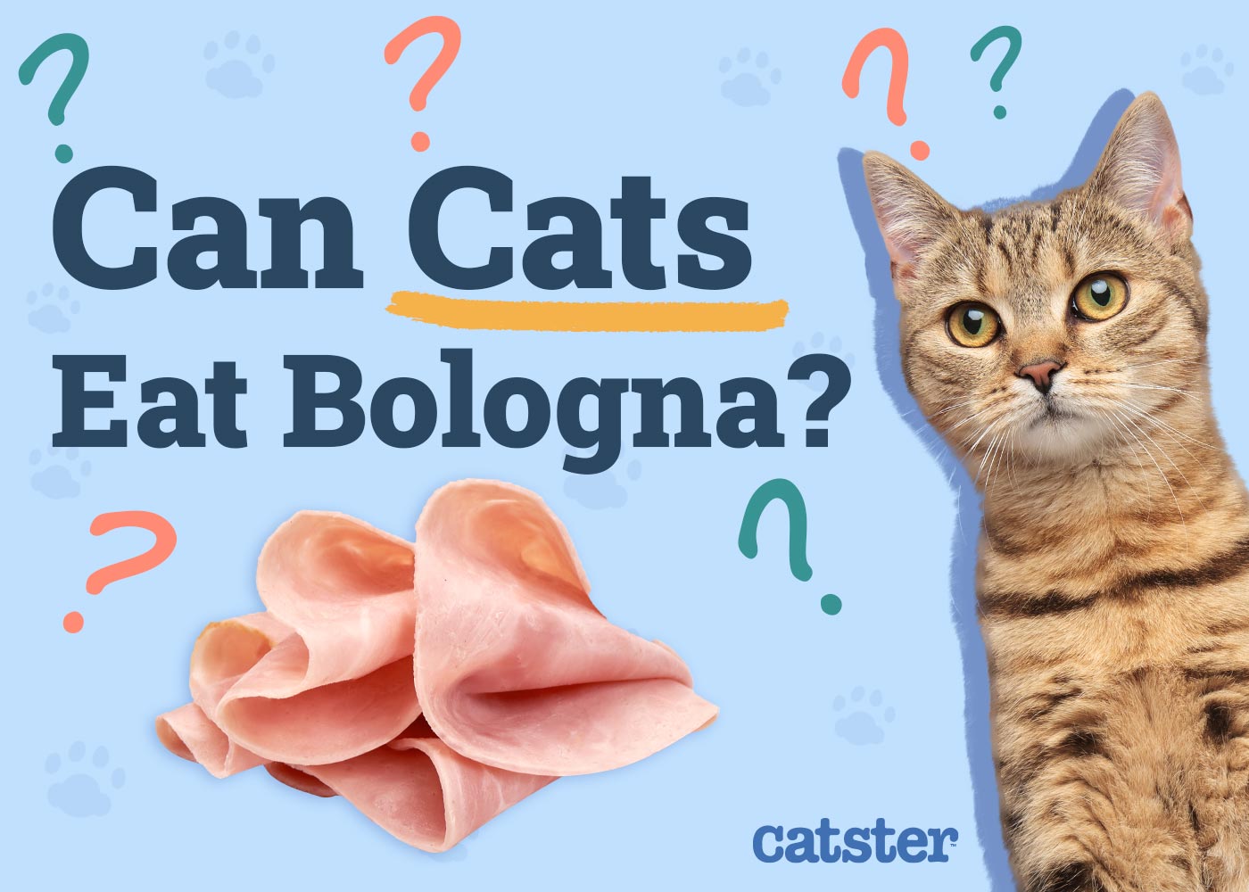Can Cats Eat Bologna? Vet-Verified Nutrition Facts & Risks