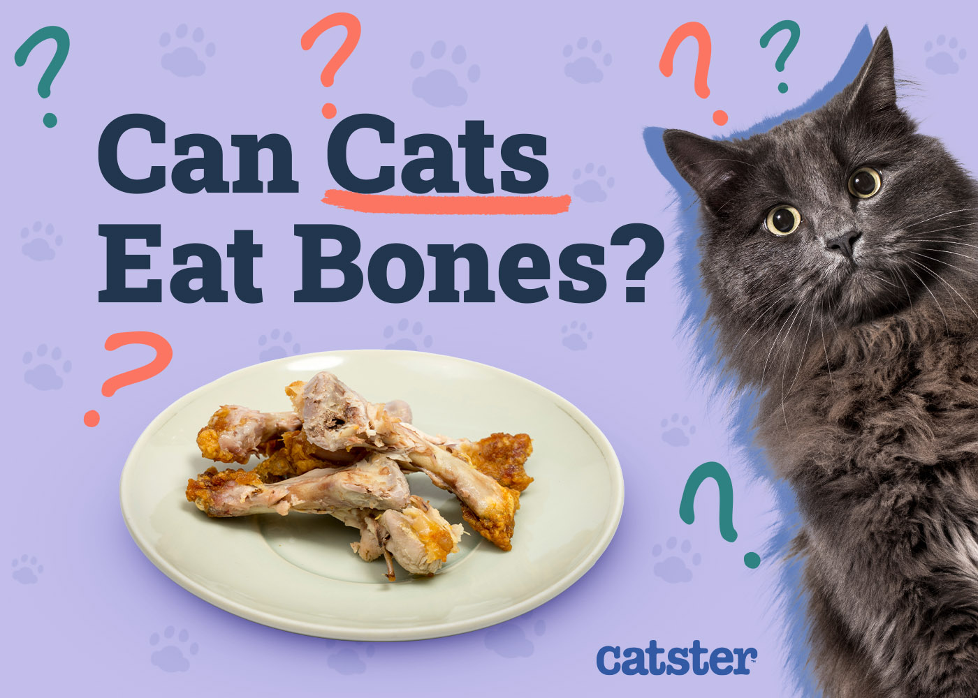 Can Cats Eat Bones? Vet-Approved Diet Facts & FAQ
