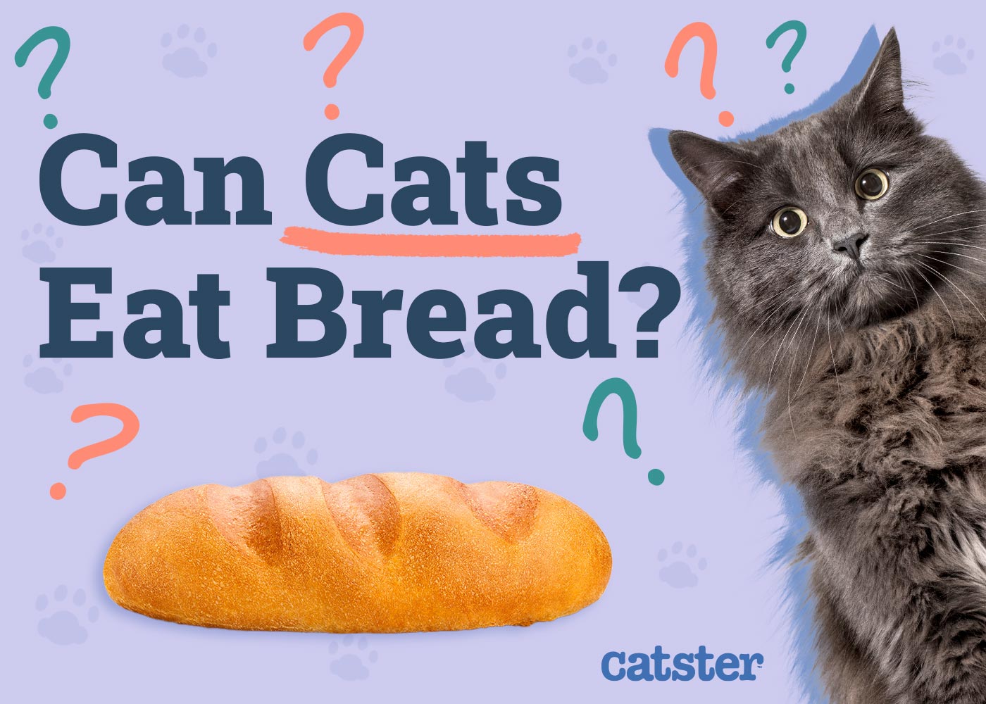 Can Cats Eat Bread? Vet-Approved Facts & FAQ
