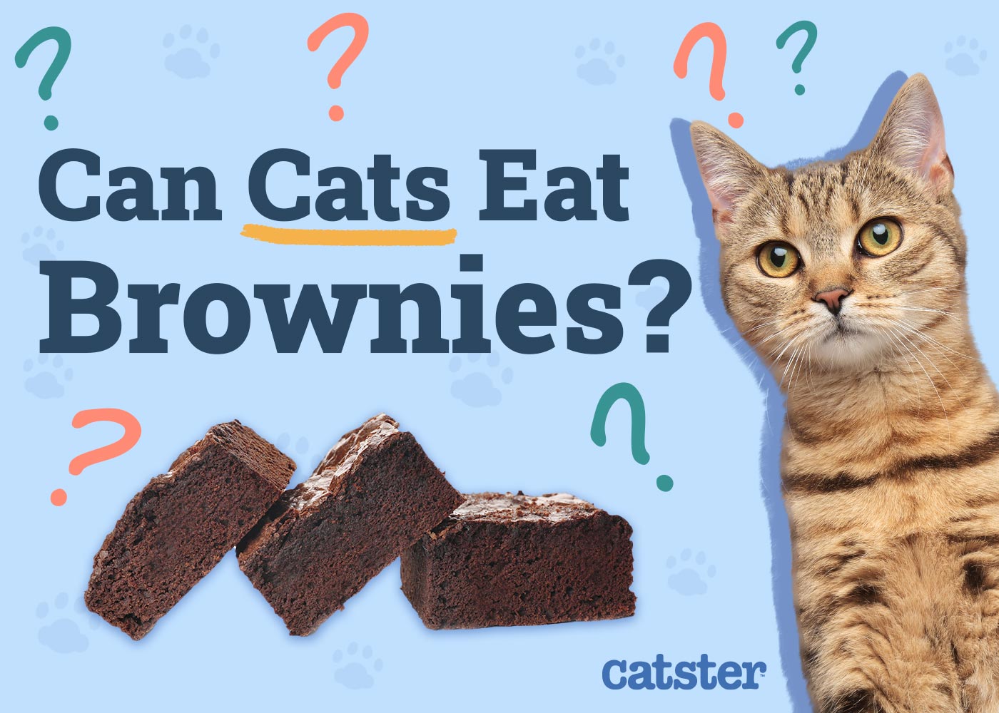 Can Cats Eat Brownies? Vet-Reviewed Facts & FAQ