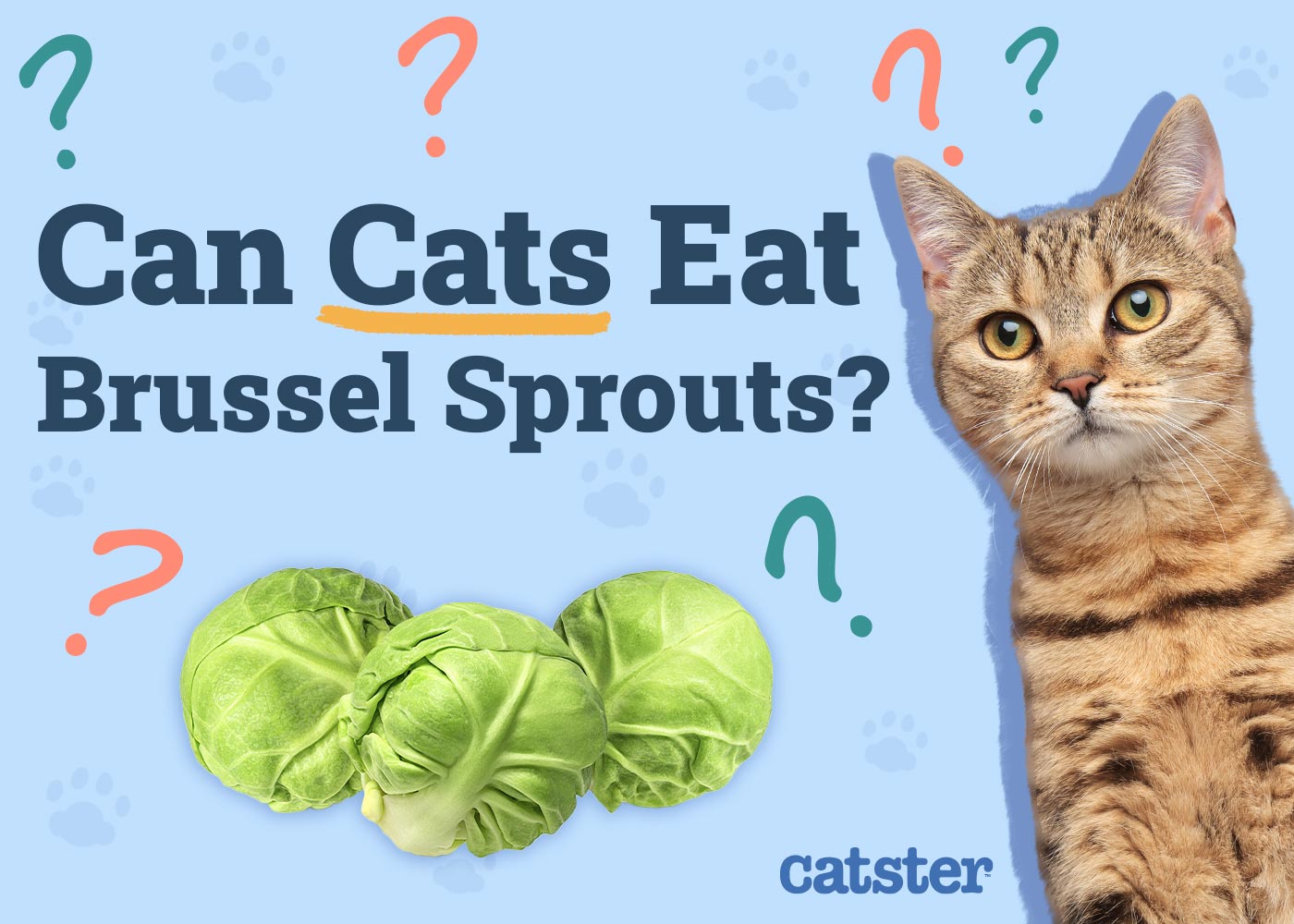 Can Cats Eat Brussels Sprouts? Vet-Approved Diet Facts & FAQ