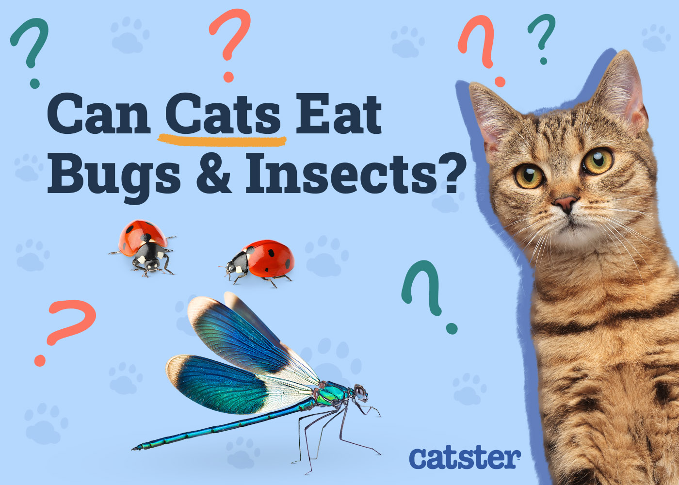 Can Cats Eat Bugs & Insects? Vet-Approved Health & Safety Facts