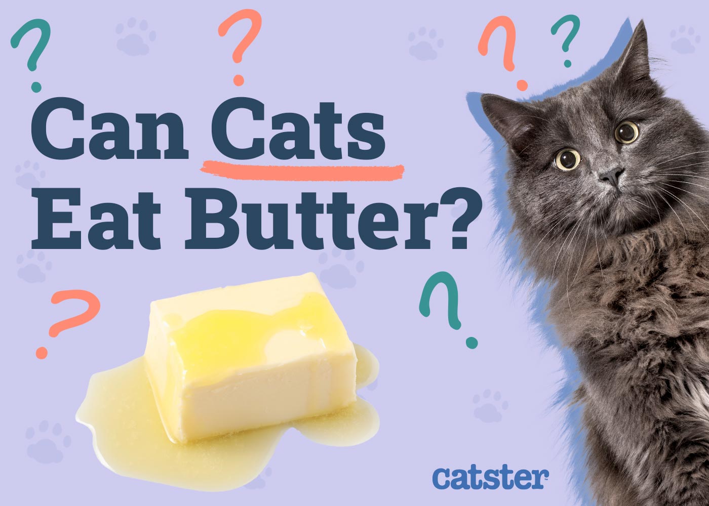 Can Cats Eat Butter? Vet-Approved Facts & FAQ