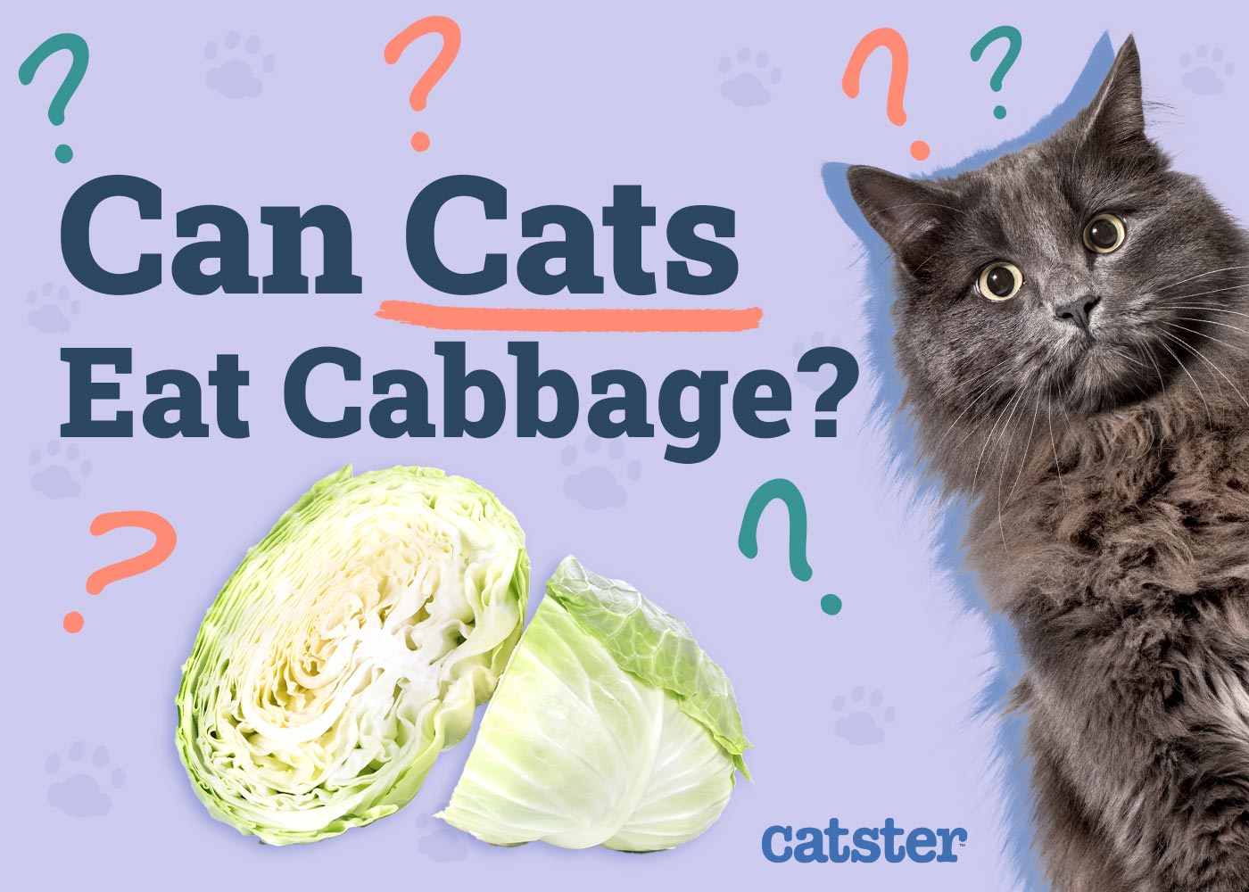 Can Cats Eat Cabbage? Vet-Reviewed Health and Nutrition Advice