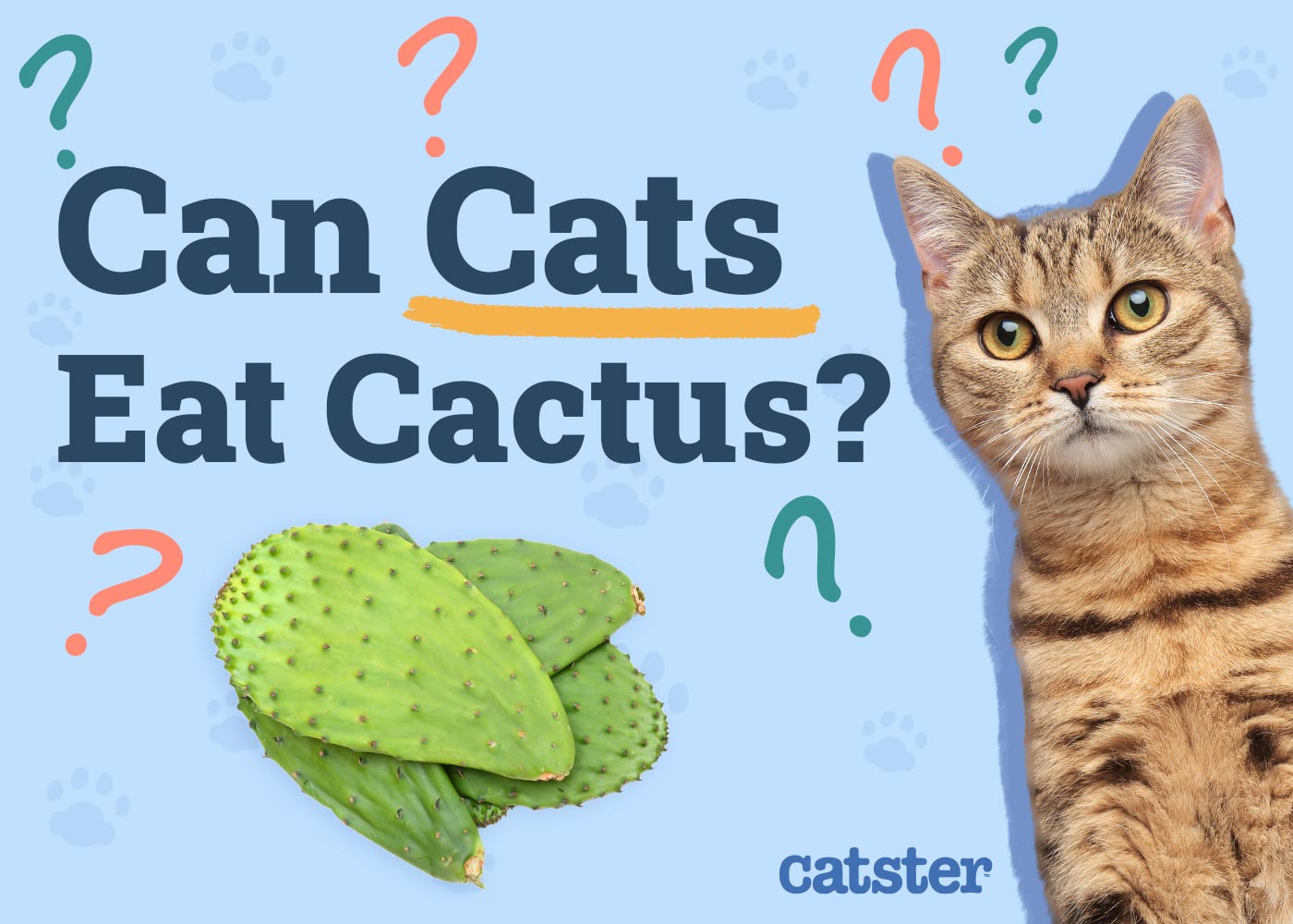 Can Cats Eat Cactus? Vet-Approved Facts & FAQ