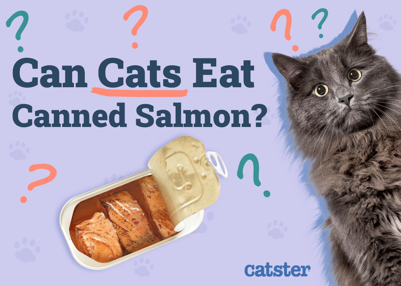 Can Cats Eat Canned Salmon? Vet-Reviewed Facts & FAQ