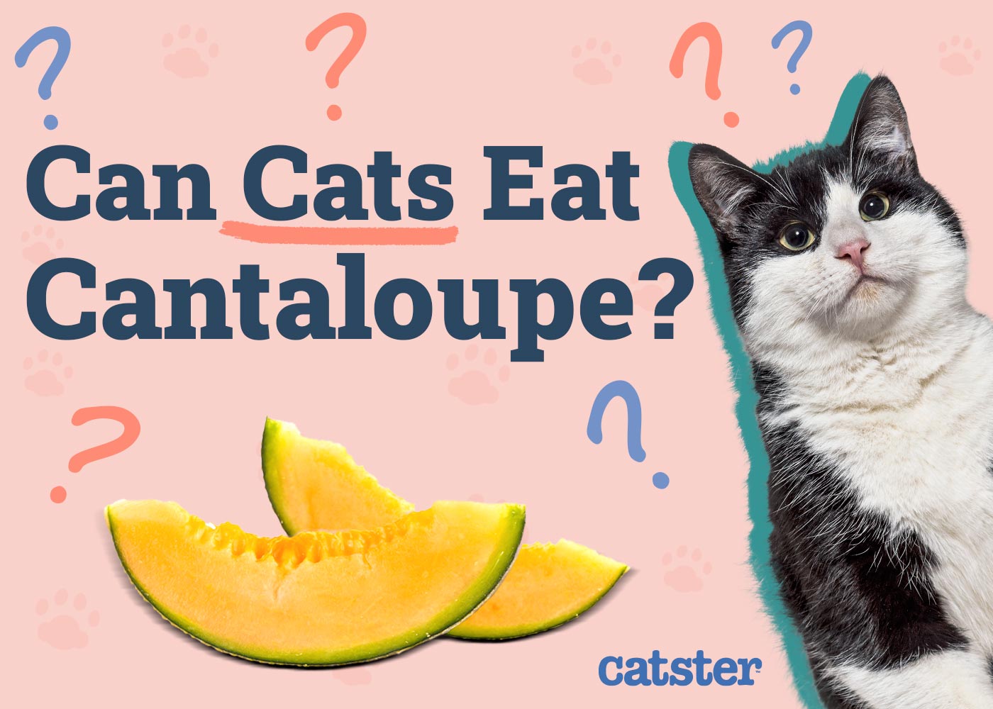 Can Cats Eat Cantaloupe? Vet-Approved Nutrition Facts & Advice