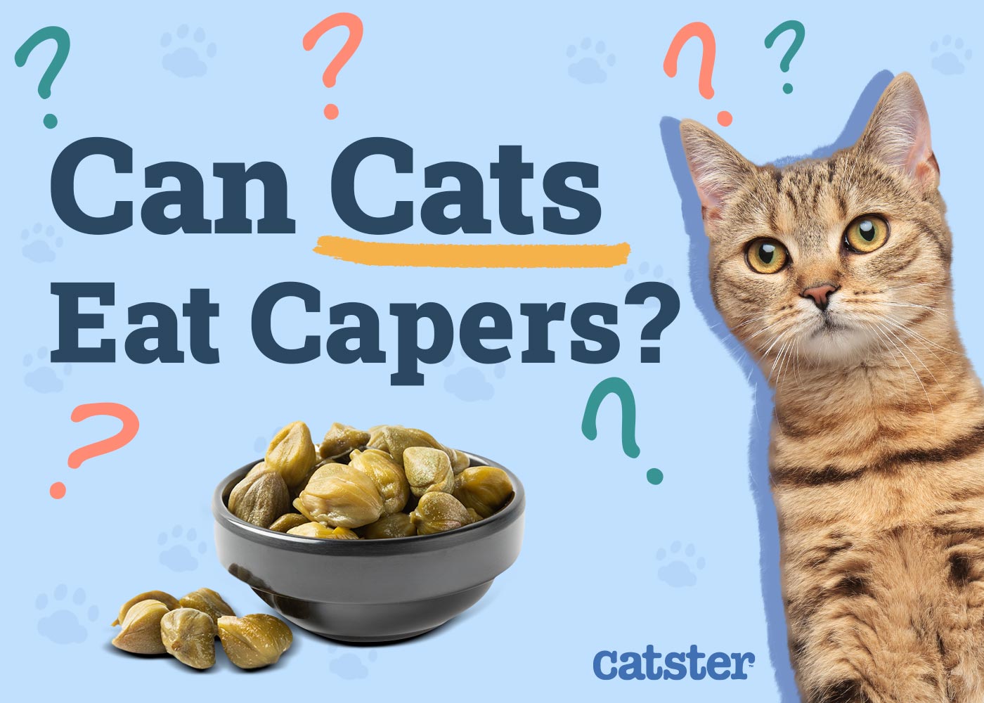 Can Cats Eat Capers? Vet-Reviewed Facts & FAQ