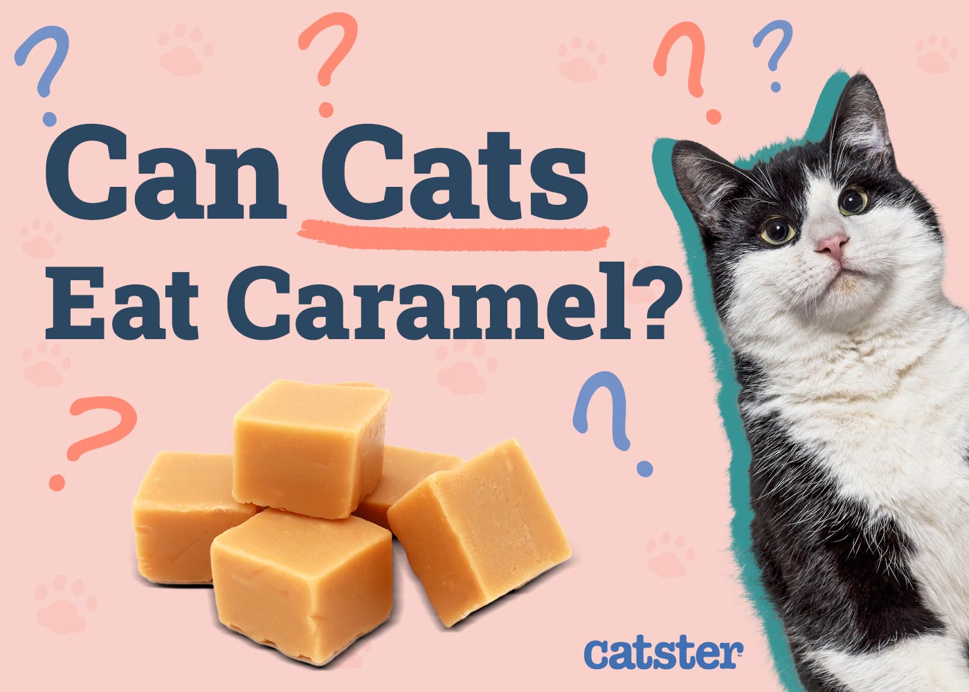 Can Cats Eat Caramel? Vet-Reviewed Facts & FAQ