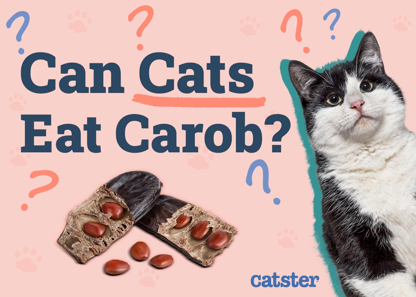 Can Cats Eat Carob Chocolate Substitute? Vet-Reviewed Facts & FAQ