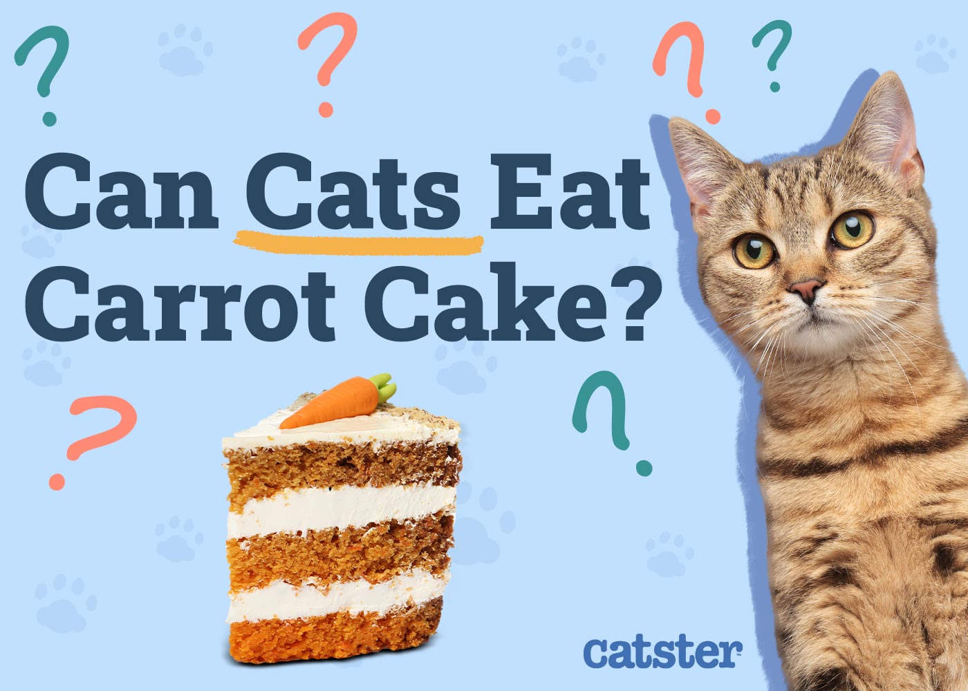 Can Cats Eat Carrot Cake? Vet-Approved Facts & FAQ