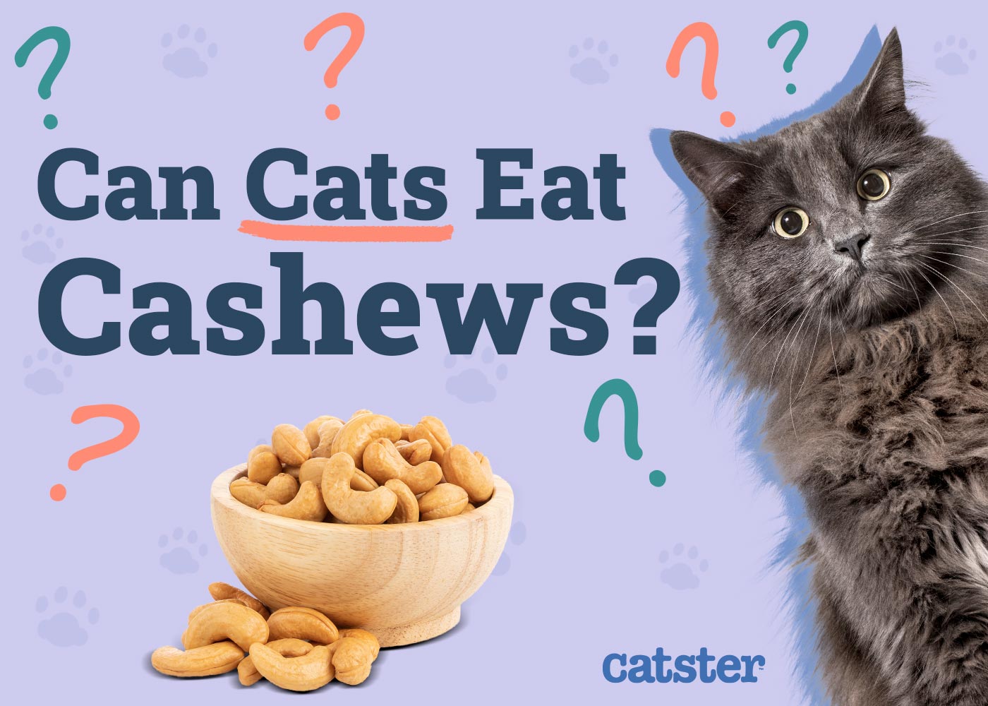 Can Cats Eat Cashews? Vet Approved Facts & FAQ