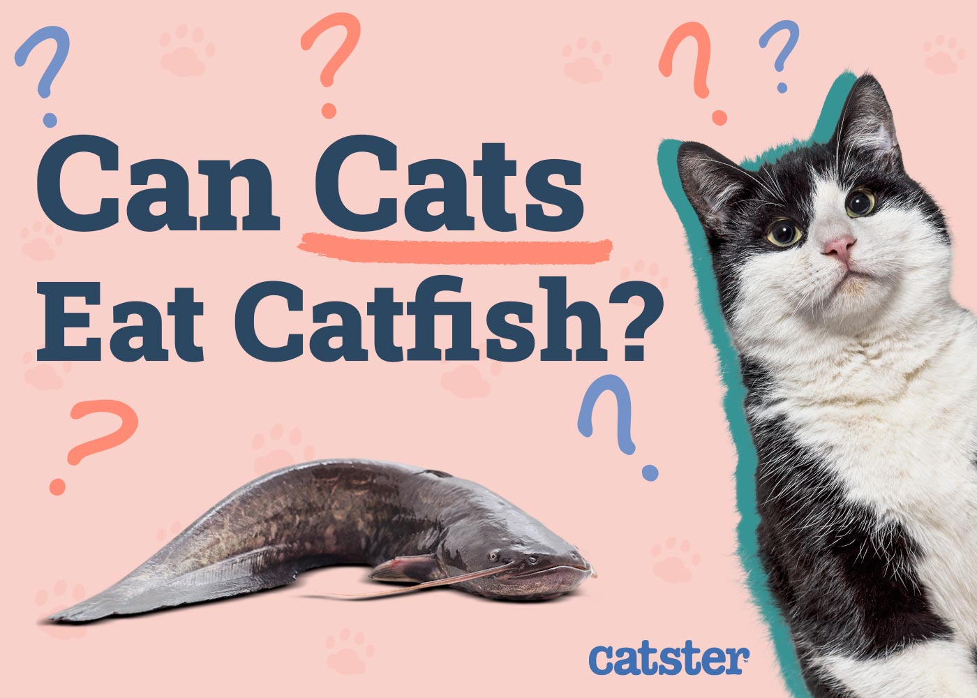 Can Cats Eat Catfish? Vet-Approved Nutritional Facts & Advice
