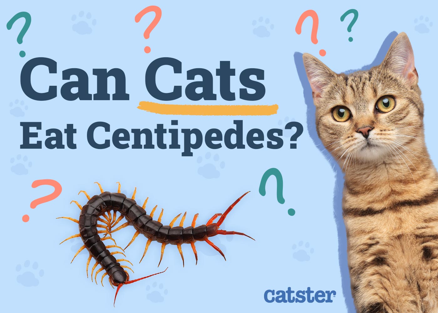 Can Cats Eat Centipedes? Vet-Verified Facts & Recommendations