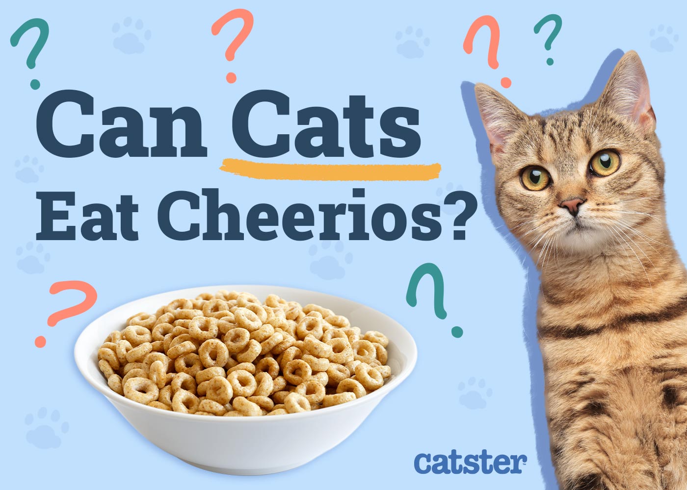 Can Cats Eat Cheerios? Vet-Verified Nutrition Facts & Advice