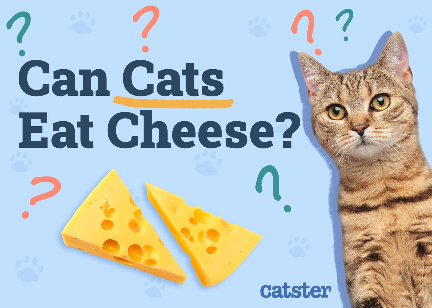Can Cats Eat Cheese? Vet-Approved Facts & FAQ — Catster