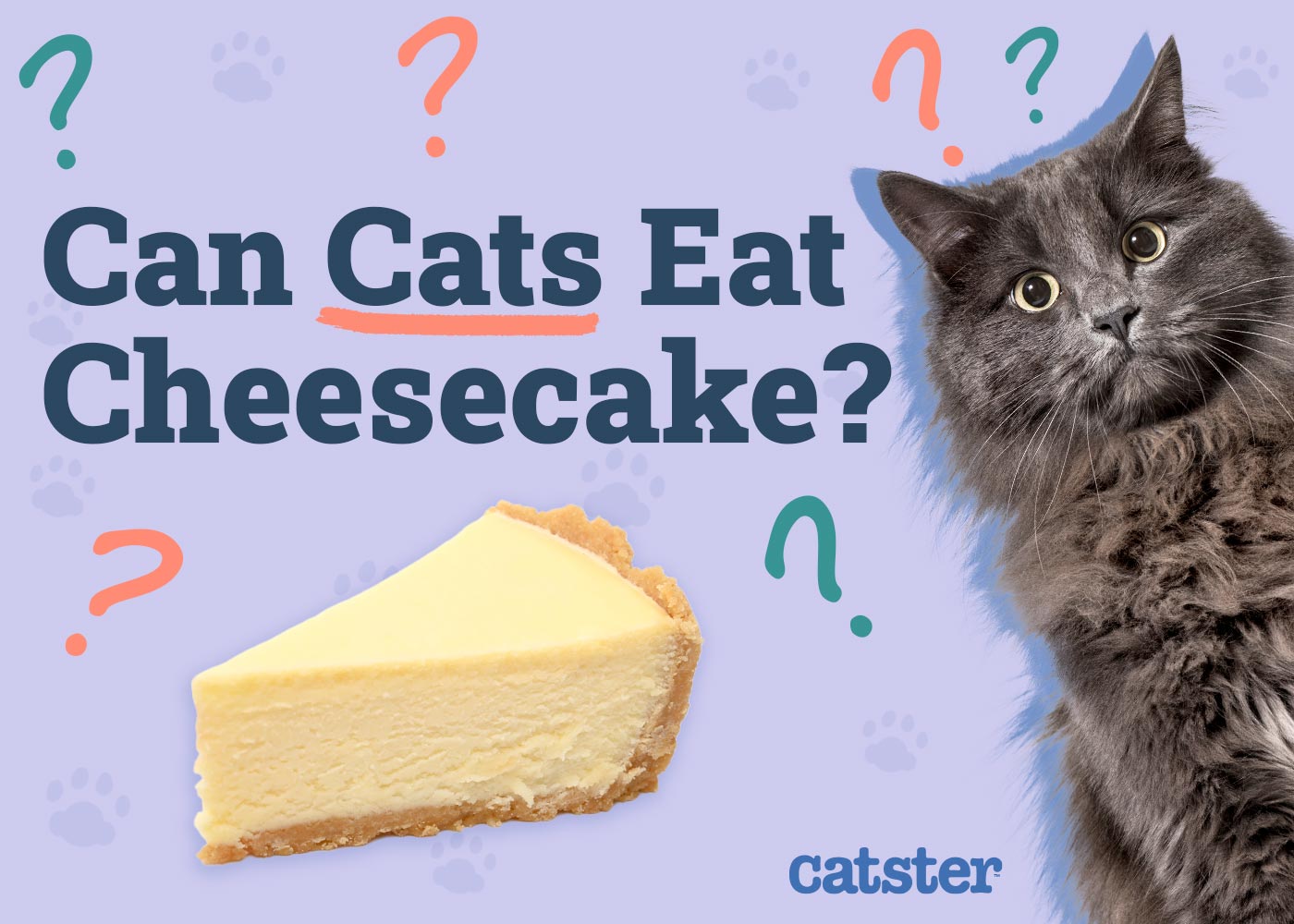 Can Cats Eat Cheesecake? Vet-Verified Nutritional Facts