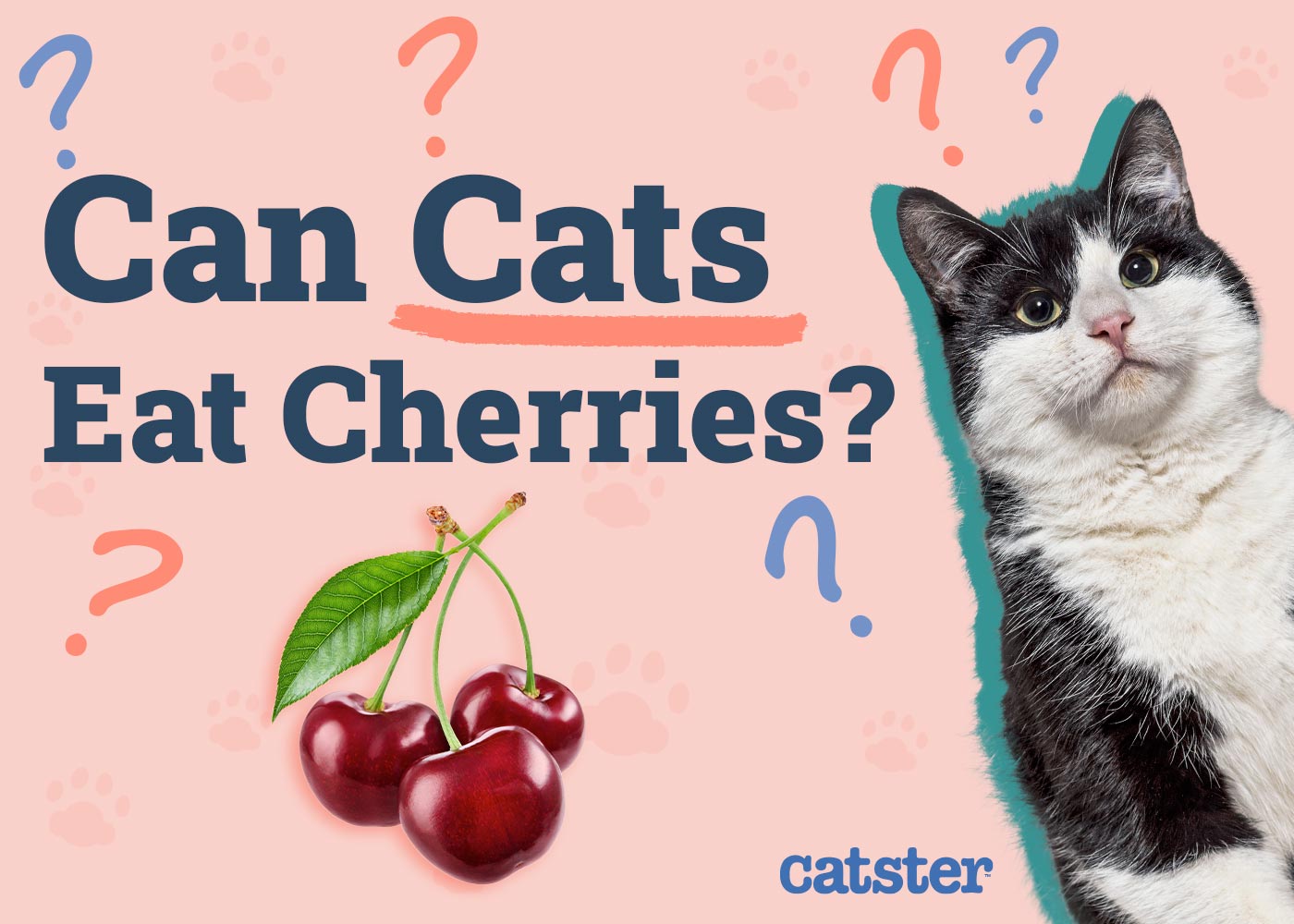 Can Cats Eat Cherries? Vet-Reviewed Risks & Precautions