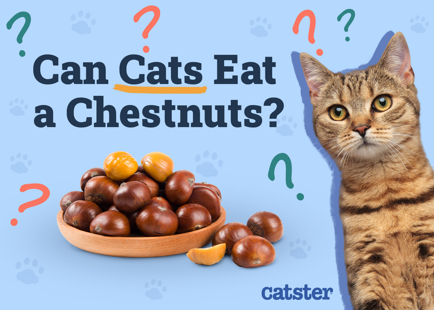 Can Cats Eat Chestnuts? Vet-Approved Diet Precautions & Advice