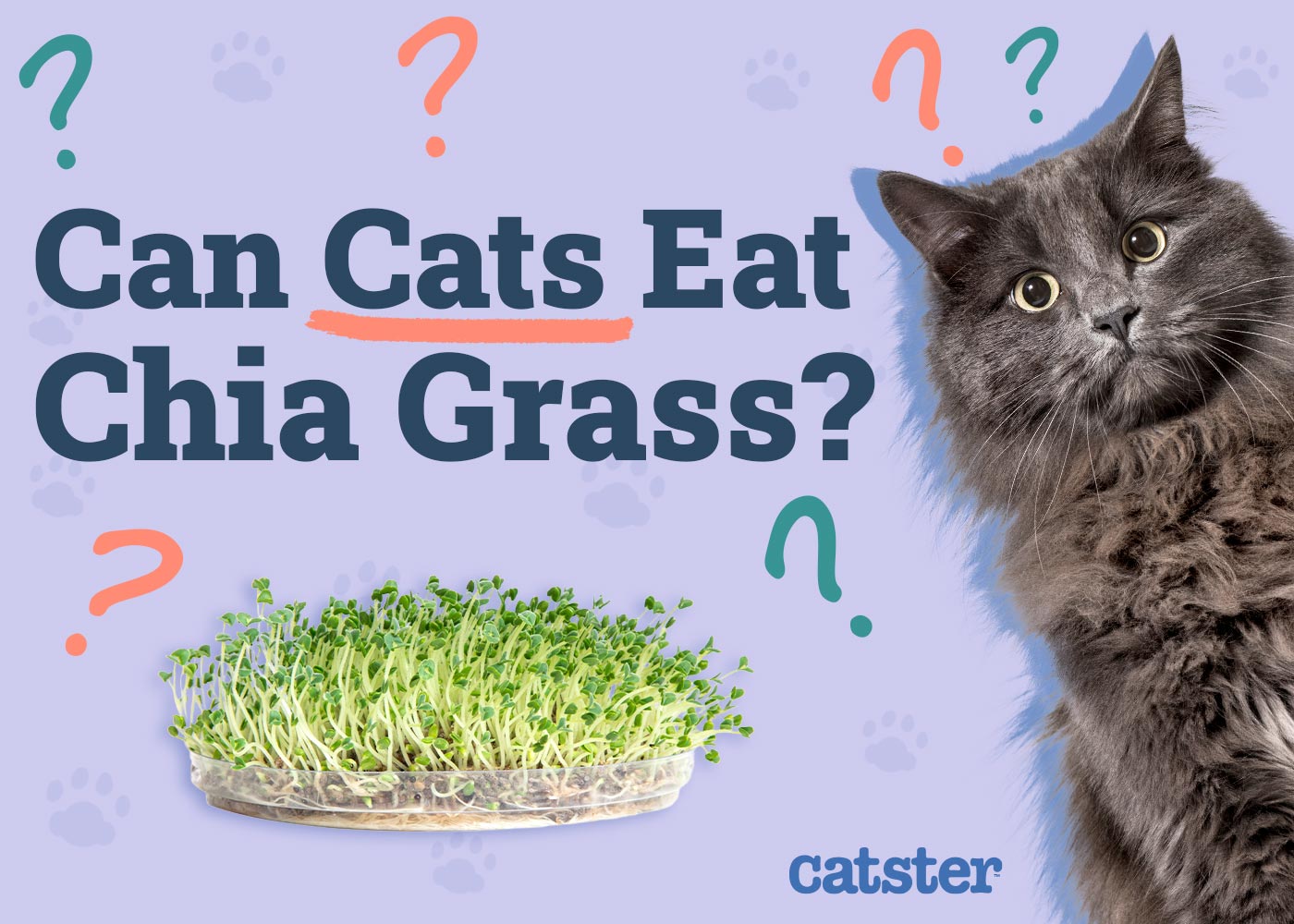 Can Cats Eat Chia Grass? Vet-Reviewed Nutritional Information & Facts