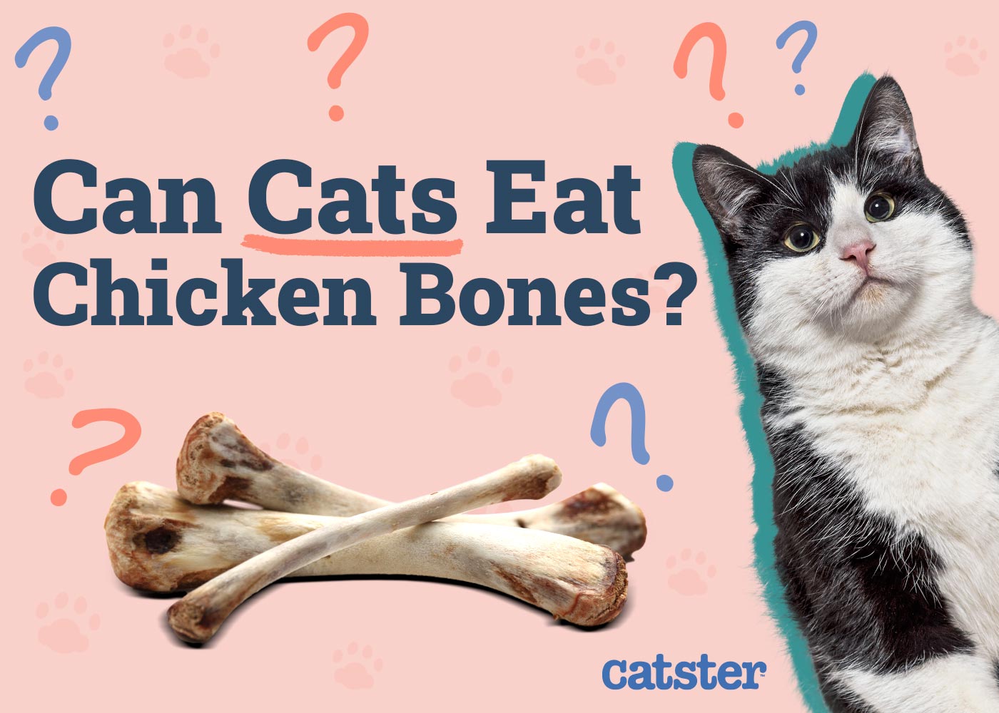 Can Cats Eat Chicken Bones? Vet-Verified Nutrition Facts & Safety Guide