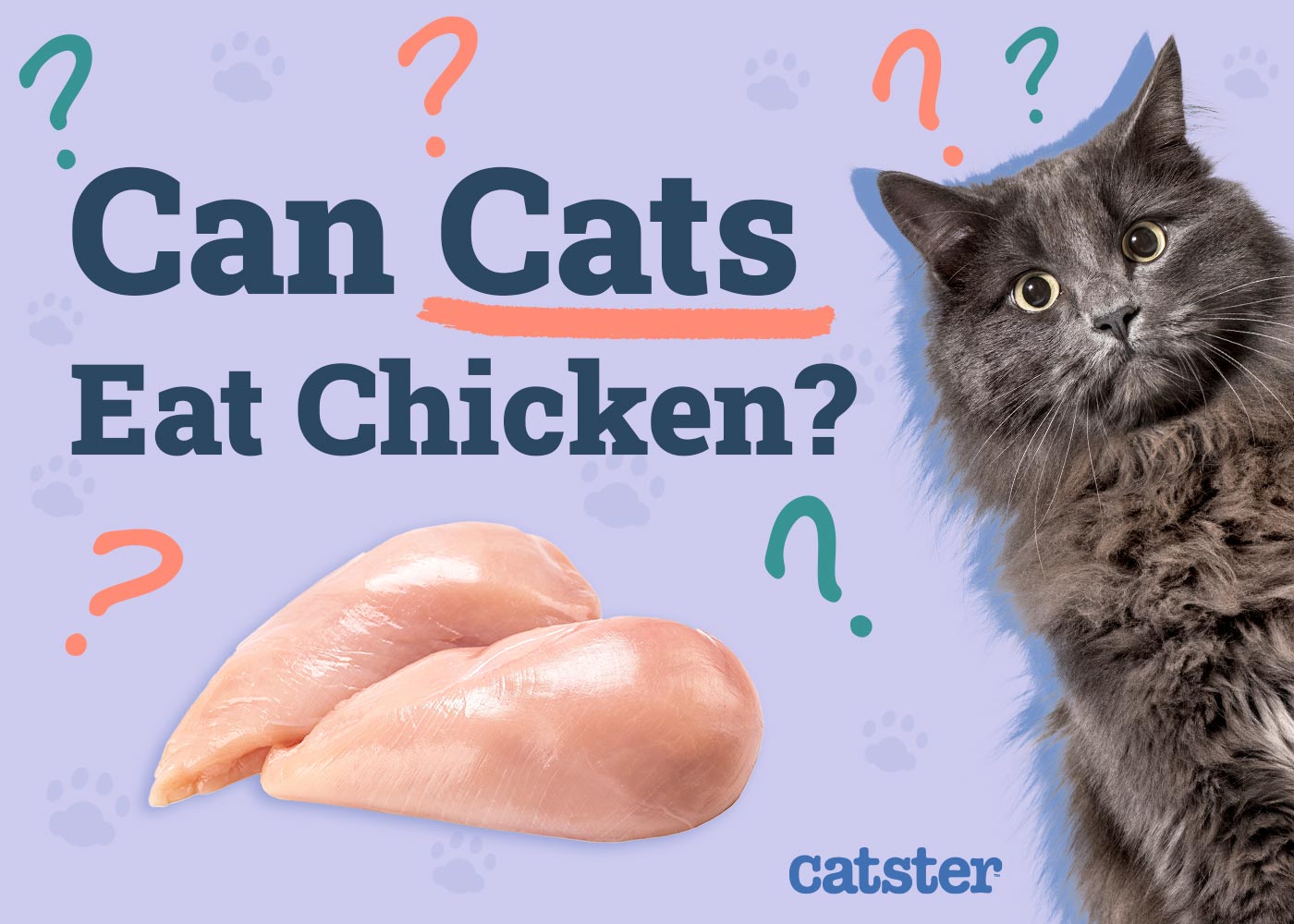 Can Cats Eat Chicken? Vet Approved Facts & FAQ
